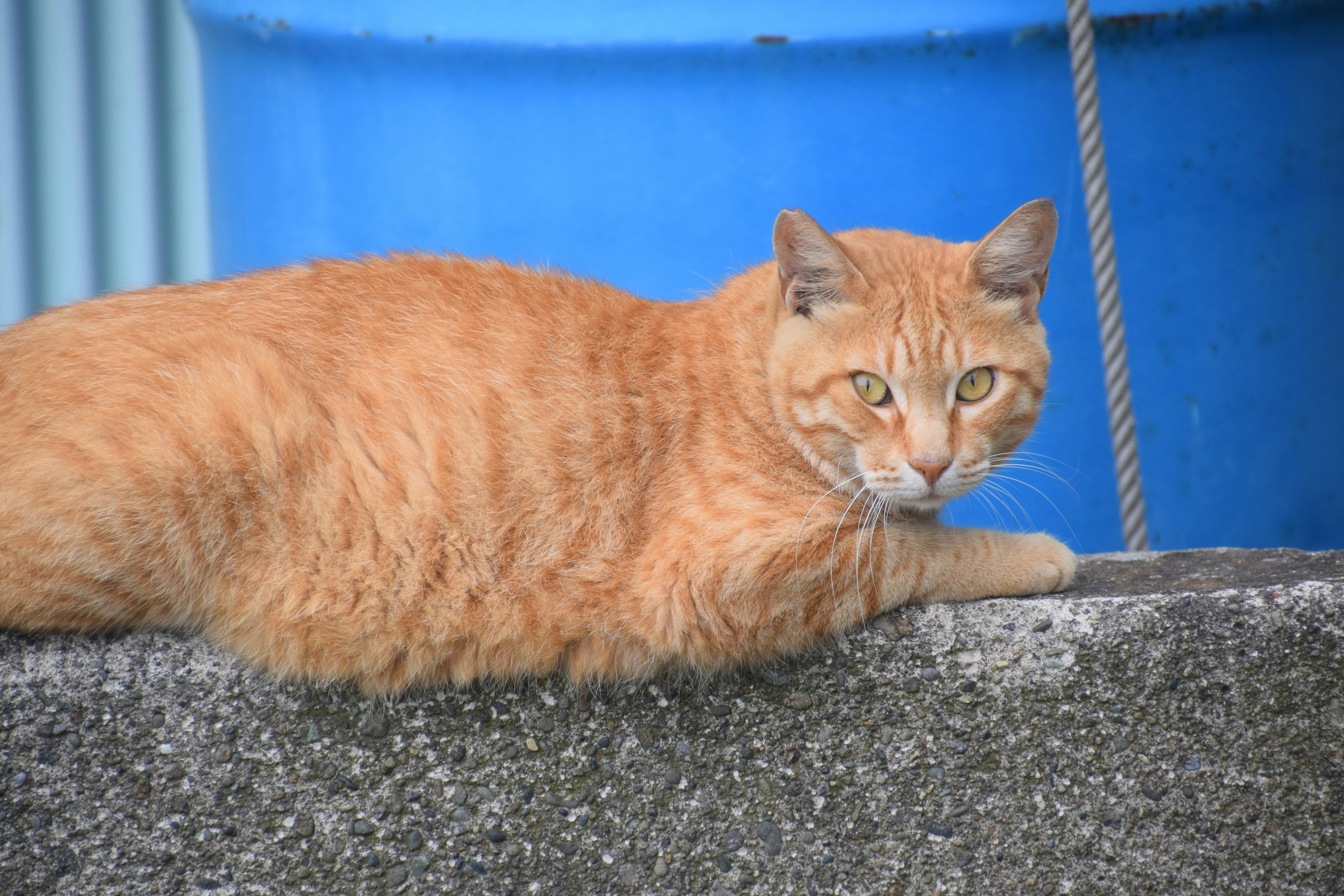 An orange cat lounging near a blue bucket