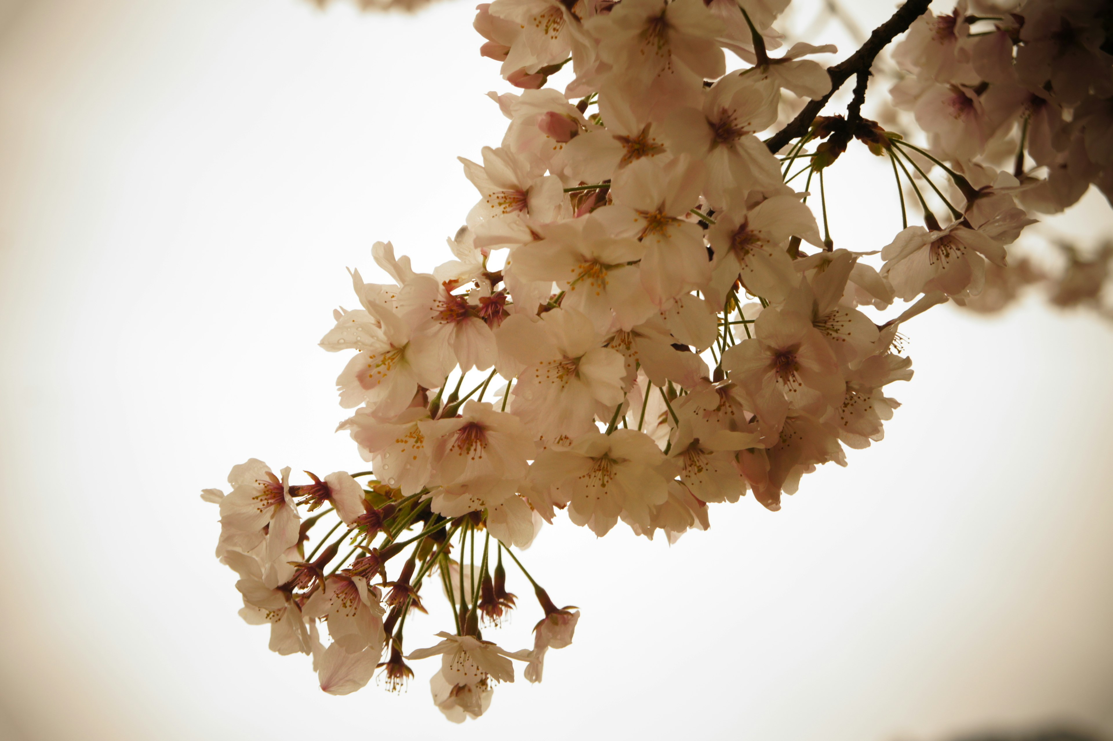 桜の花が咲いている枝のクローズアップ