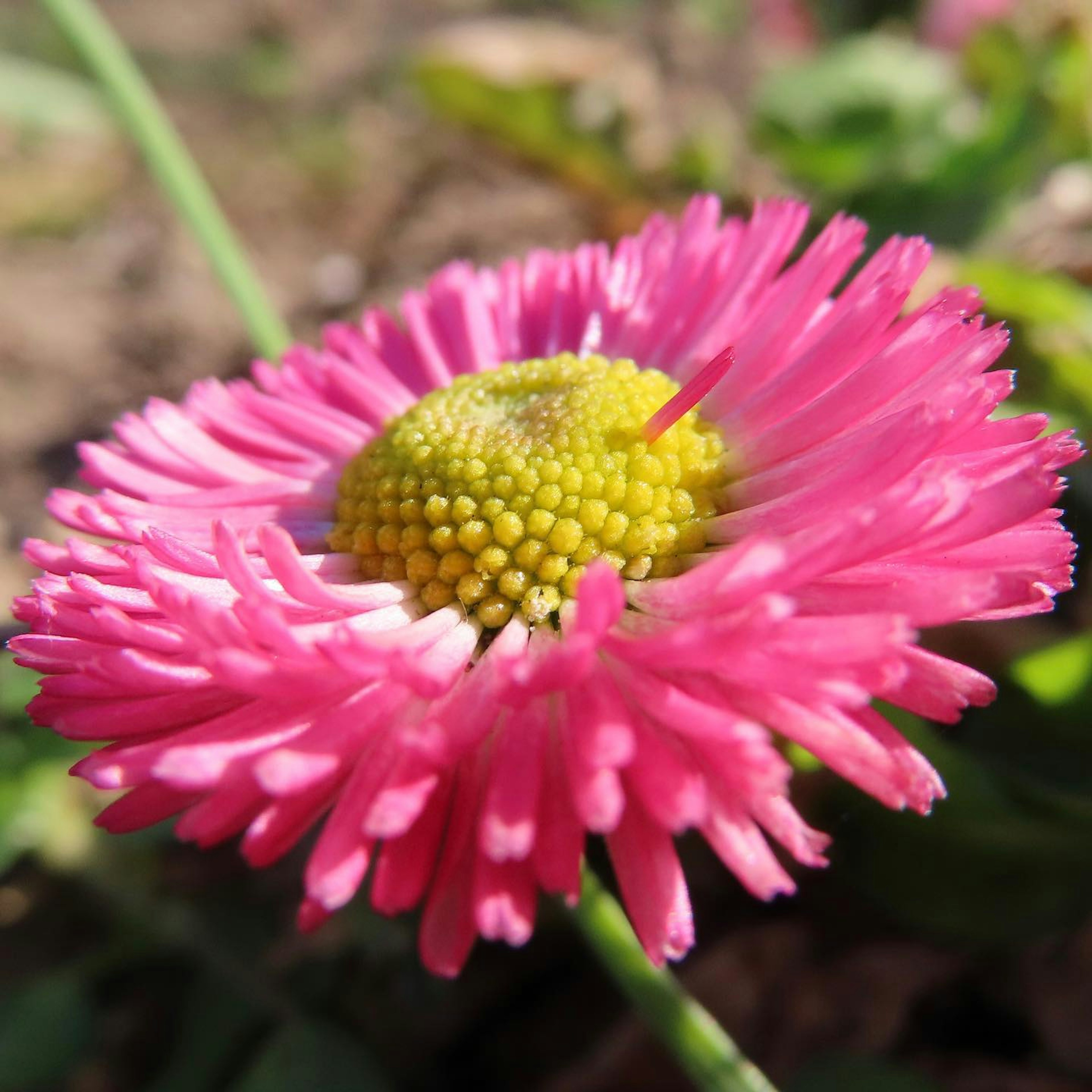 Gros plan d'une fleur rose vibrante avec un centre jaune entouré de tiges vertes fines