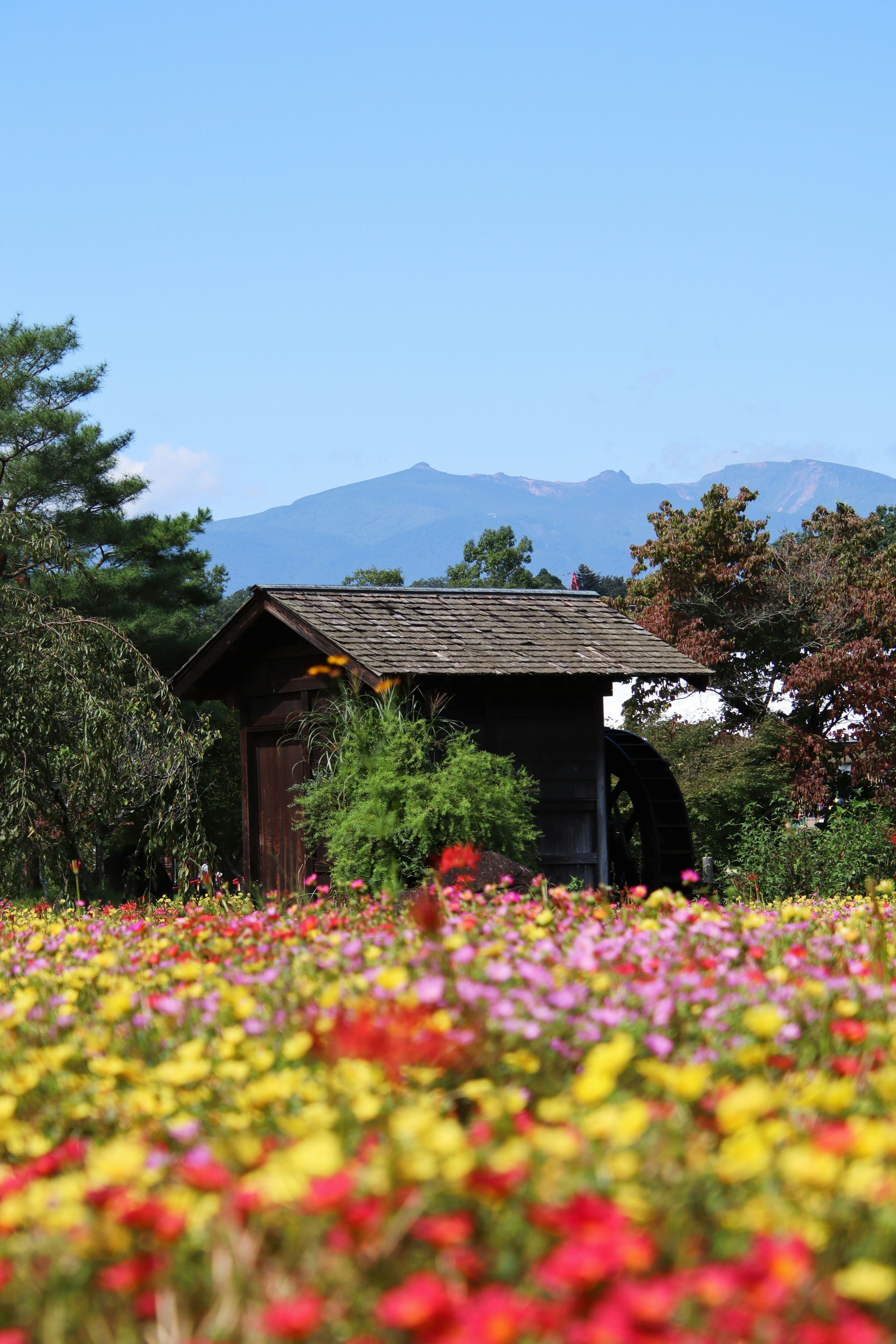 Una vista escénica de flores coloridas bajo un cielo azul con una pequeña cabaña de madera