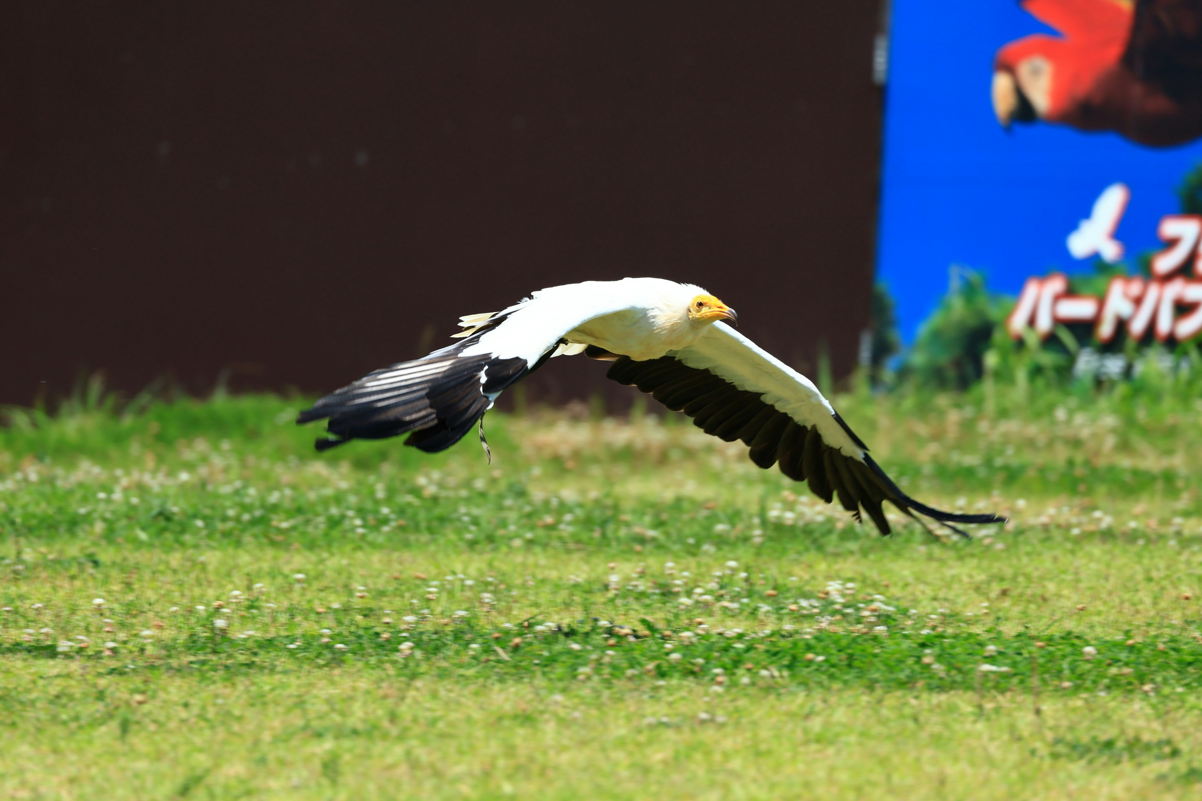 Image of a flying white eagle over green grass with a colorful poster in the background