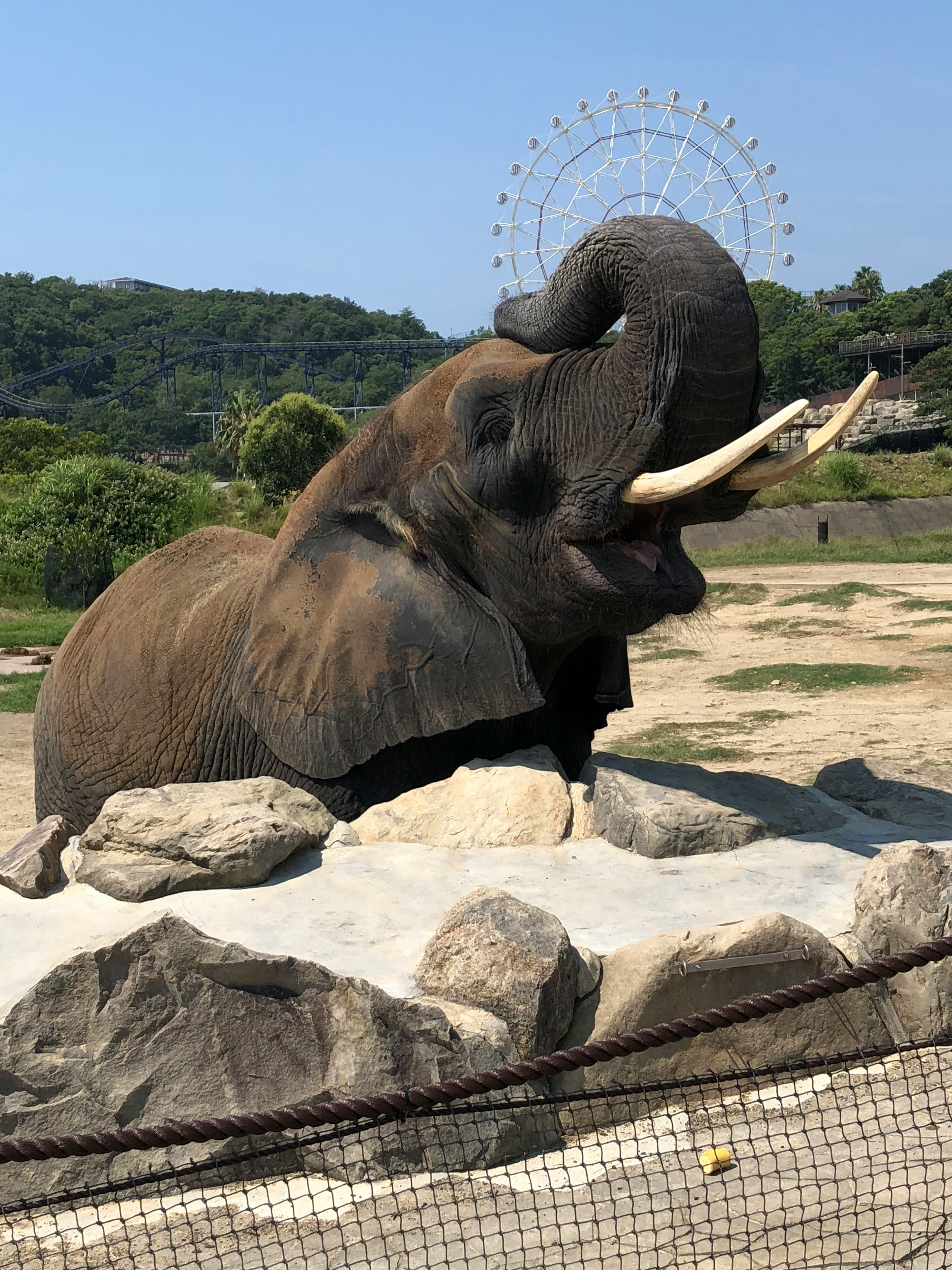 바위 위에 서 있는 코끼리와 배경에 있는 관람차