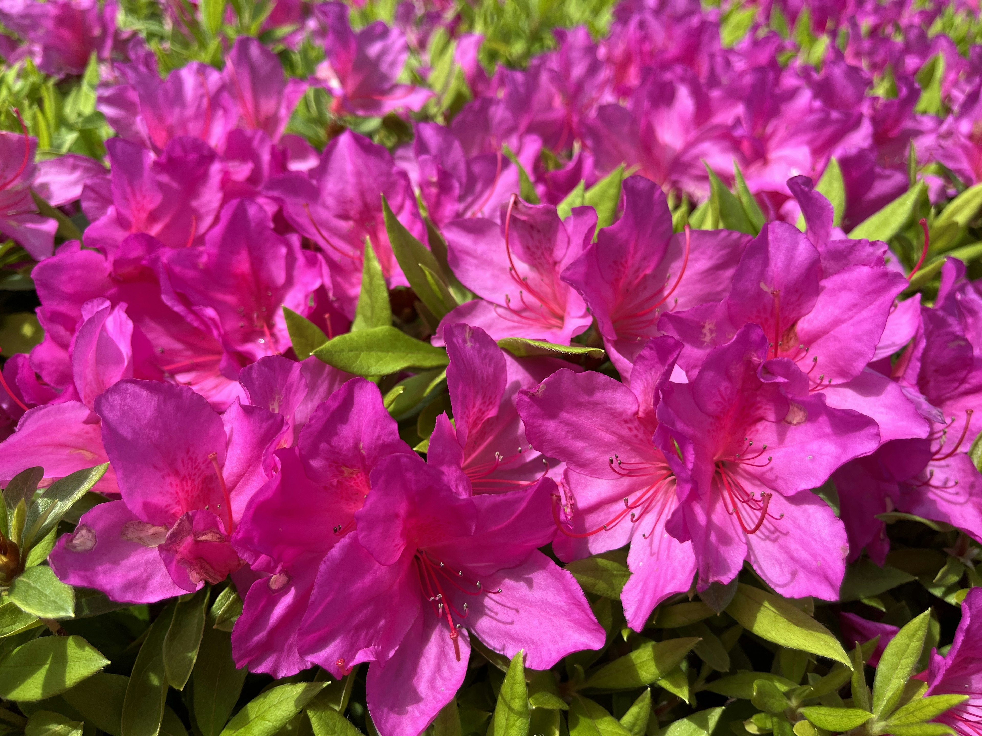 鮮豔的粉紅色杜鵑花在花園中盛開