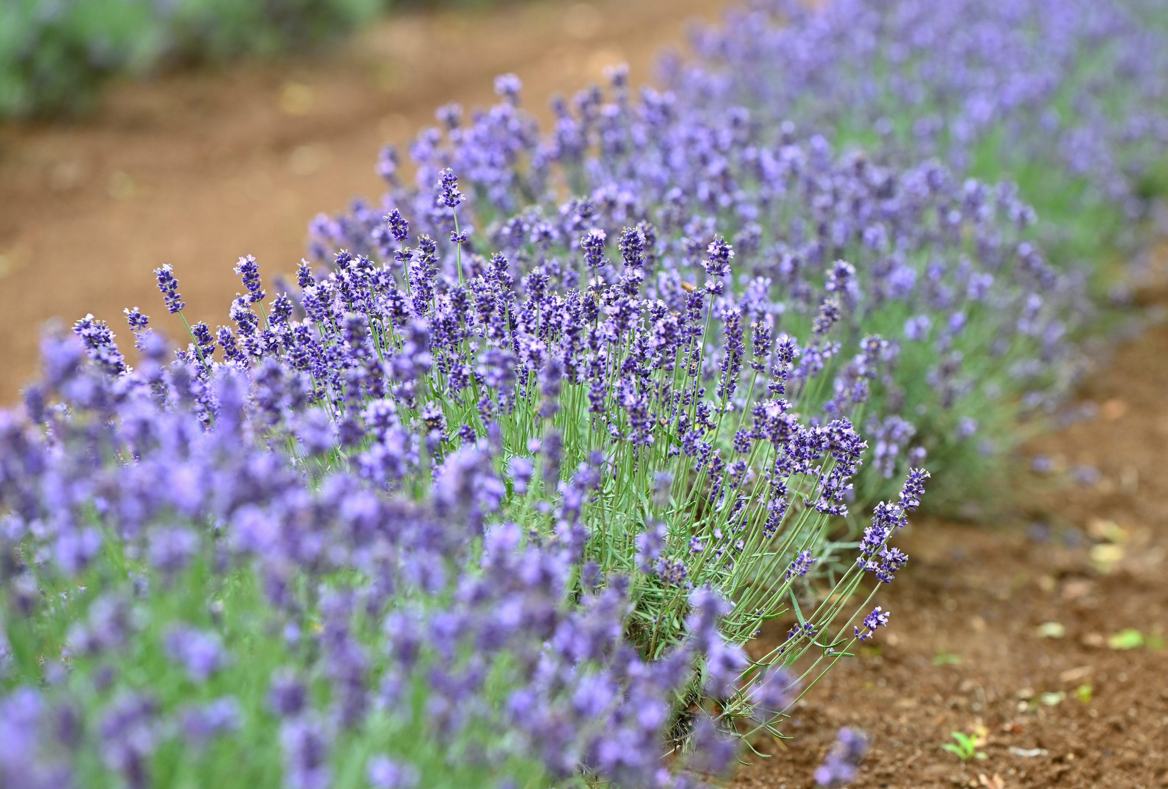 Bunga lavender yang cerah mekar dalam barisan