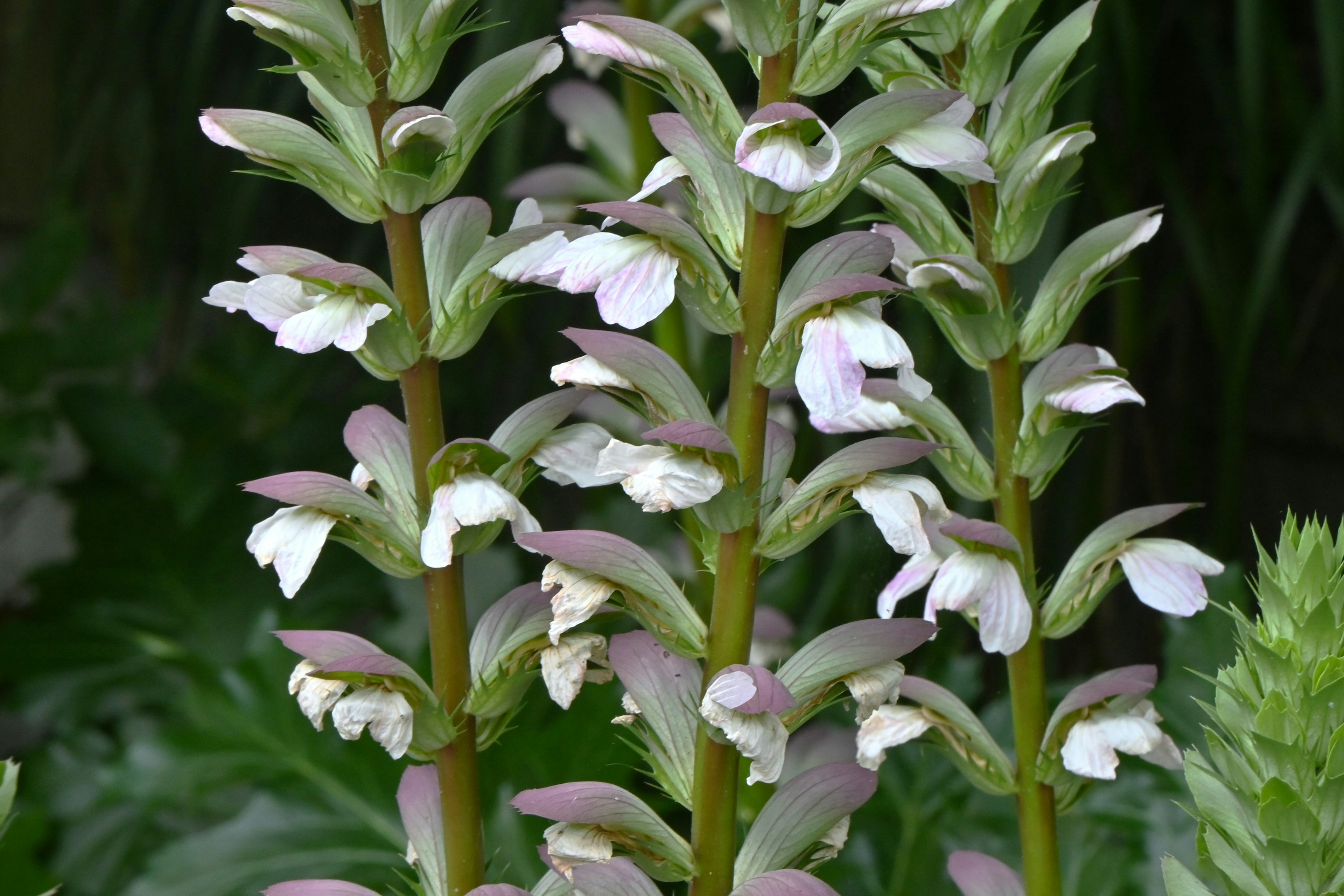 白い花びらを持つ緑色の茎の植物