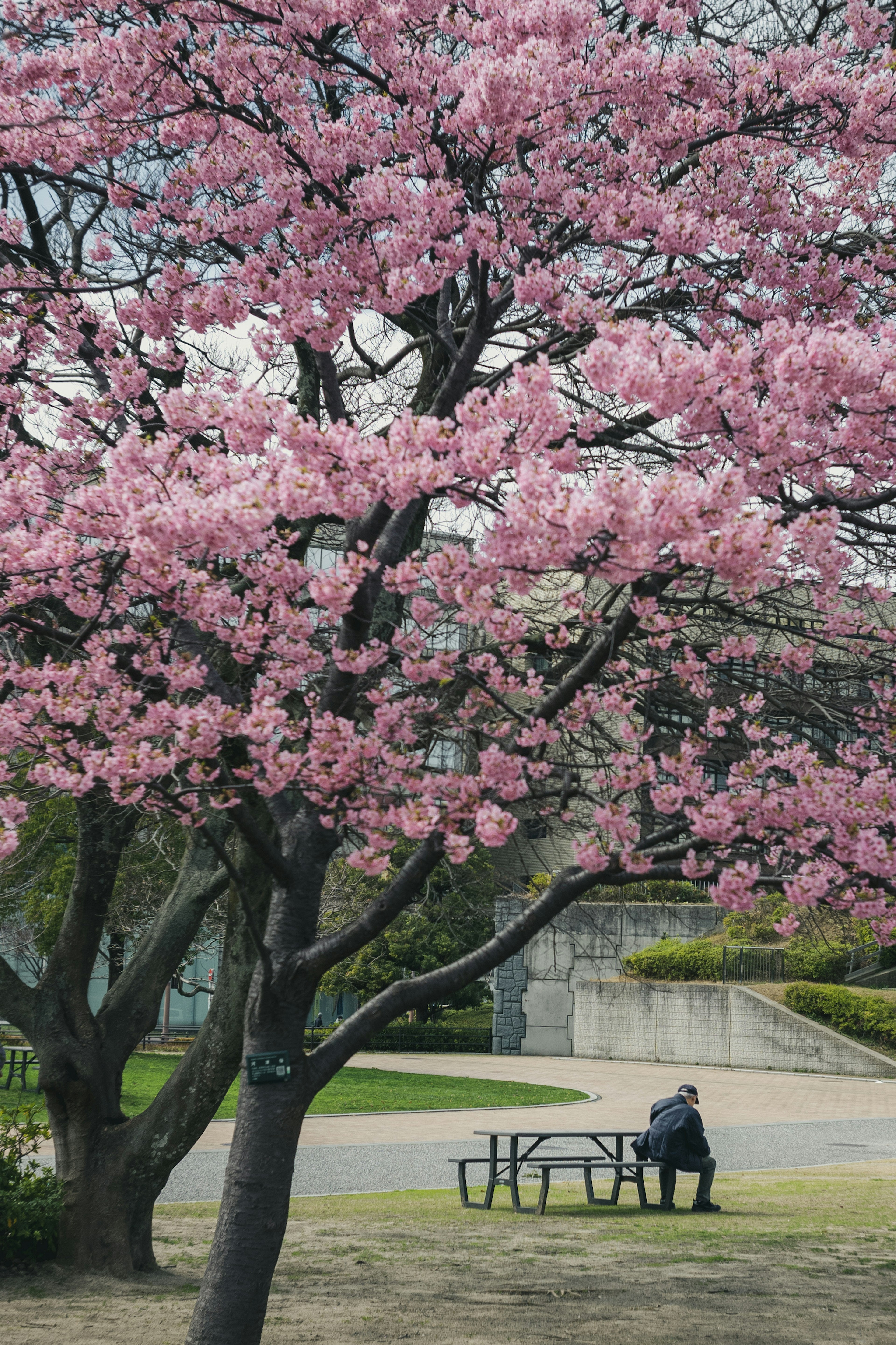 桜の木の下で座っている男性と満開のピンクの花