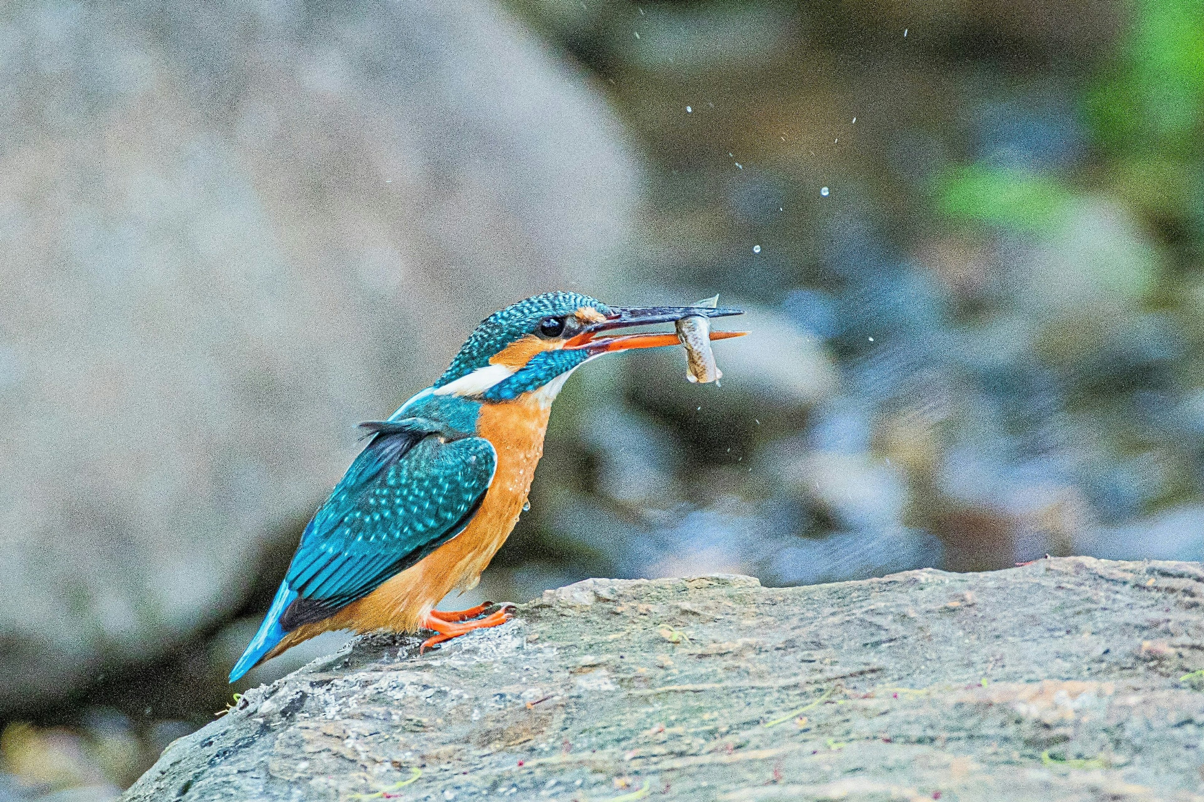 魚をくわえたカワセミが岩の上に立っている