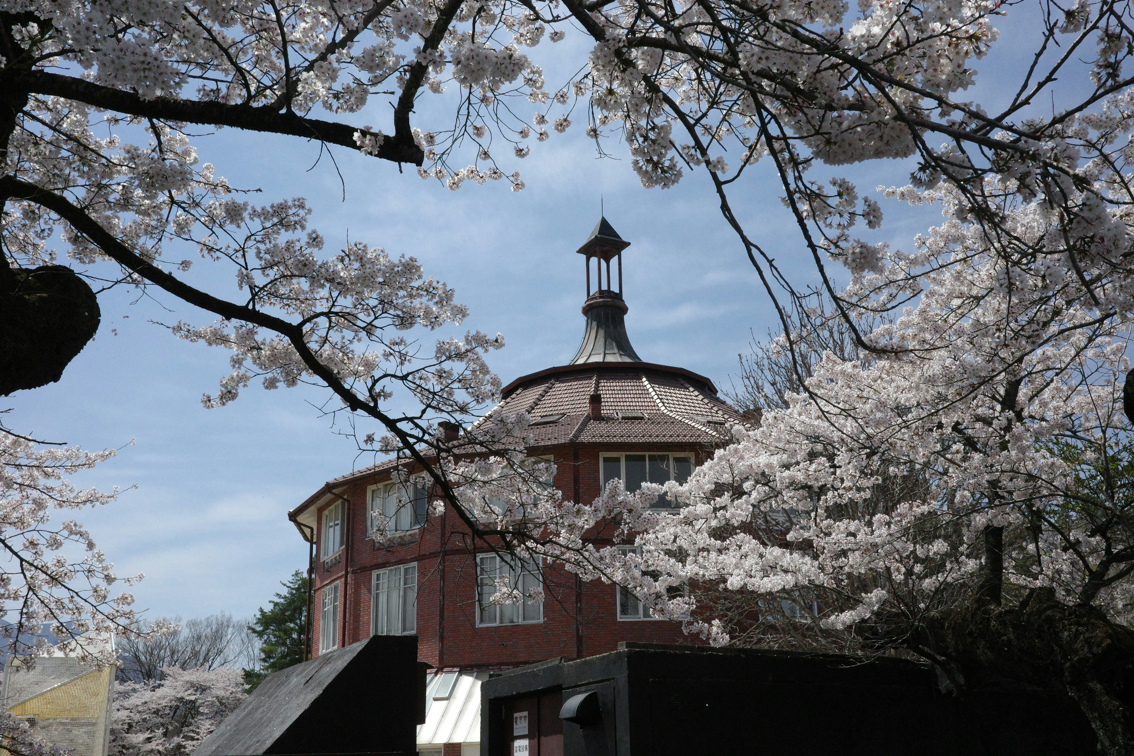 桜の木に囲まれた赤い建物と青い空