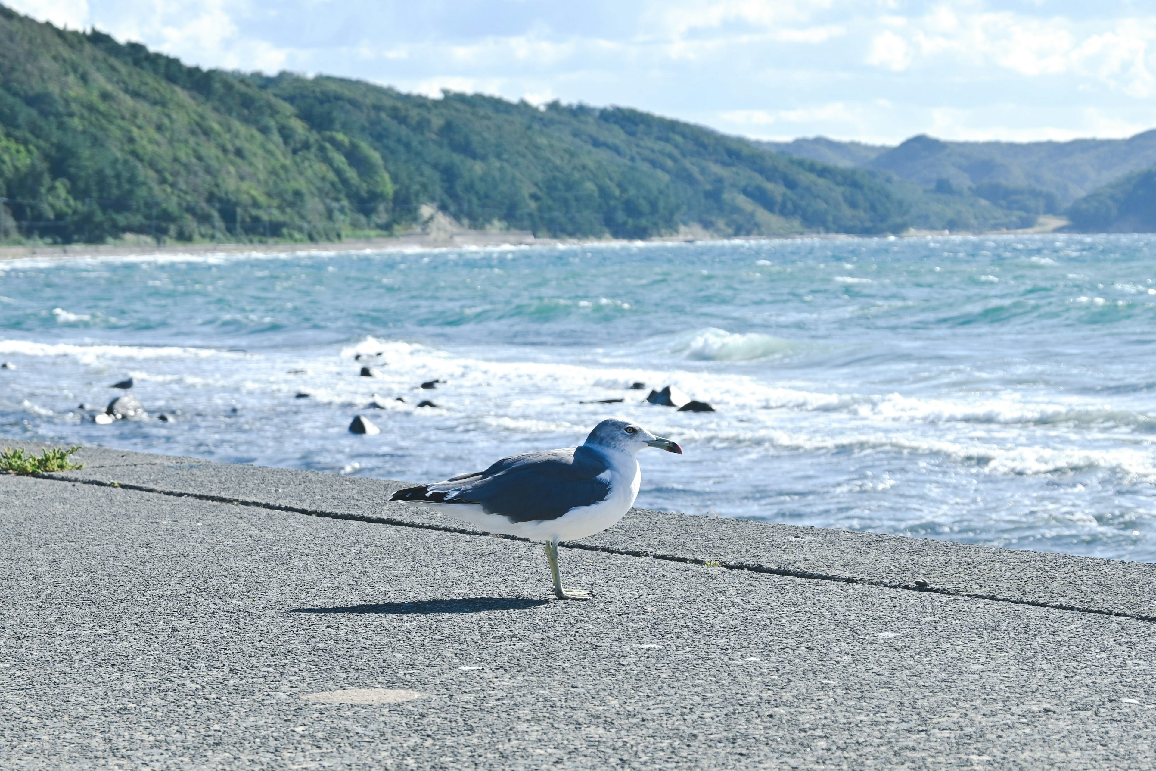 Möwe steht am Ufer mit Wellen im Hintergrund