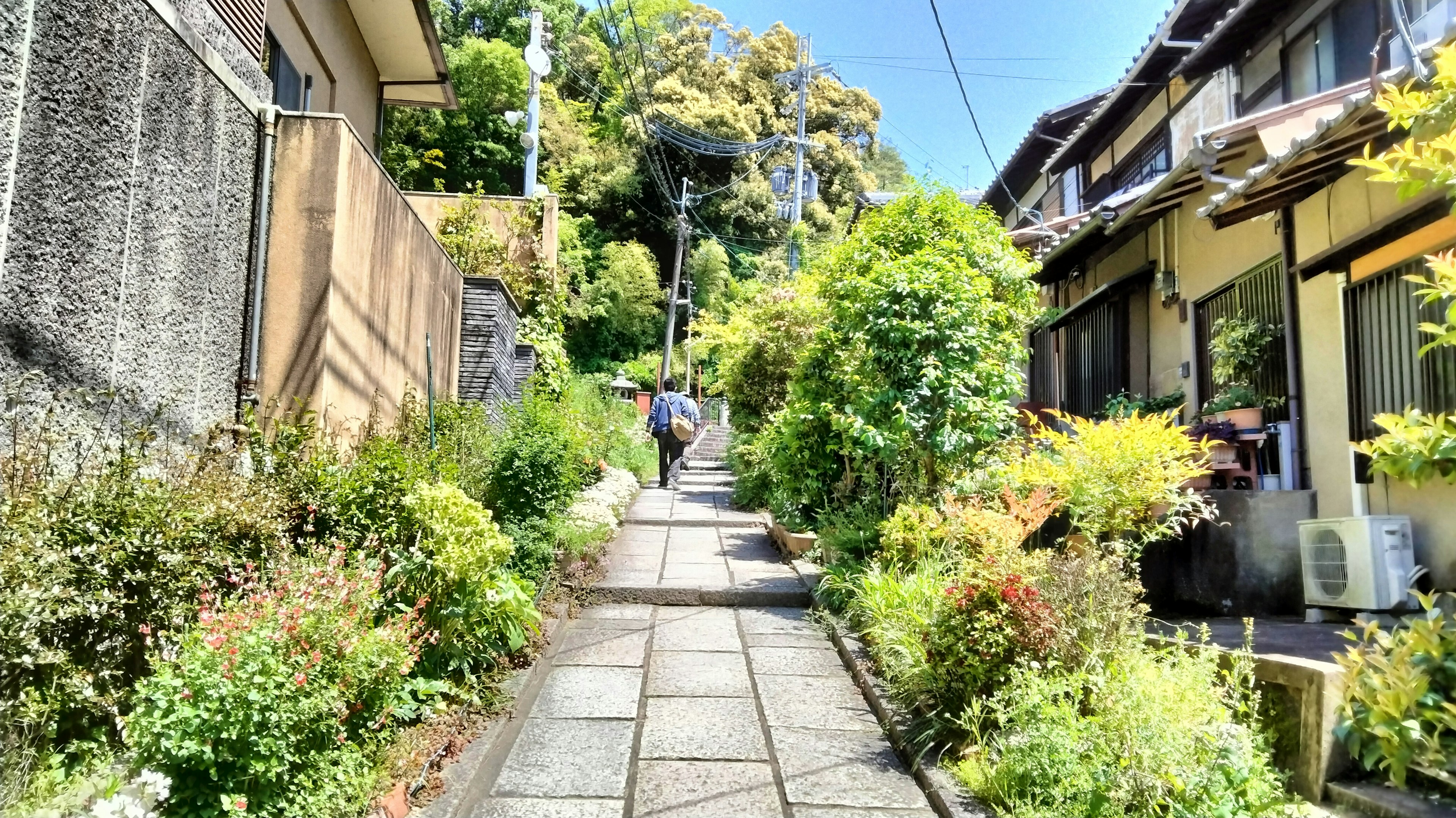 緑豊かな小道と住宅が並ぶ風景