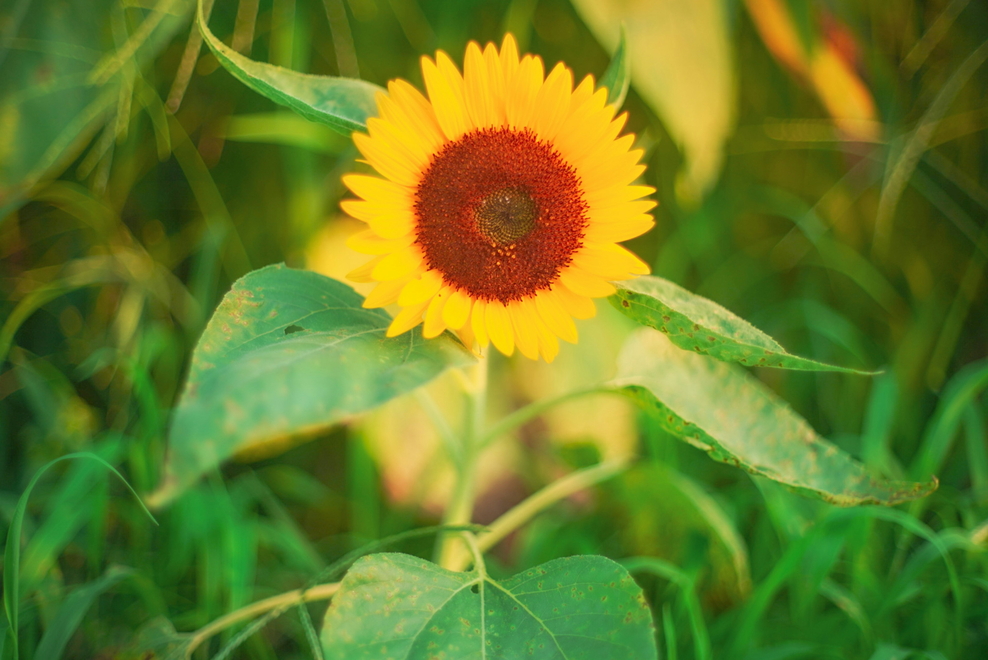 A vibrant sunflower blooming among green leaves