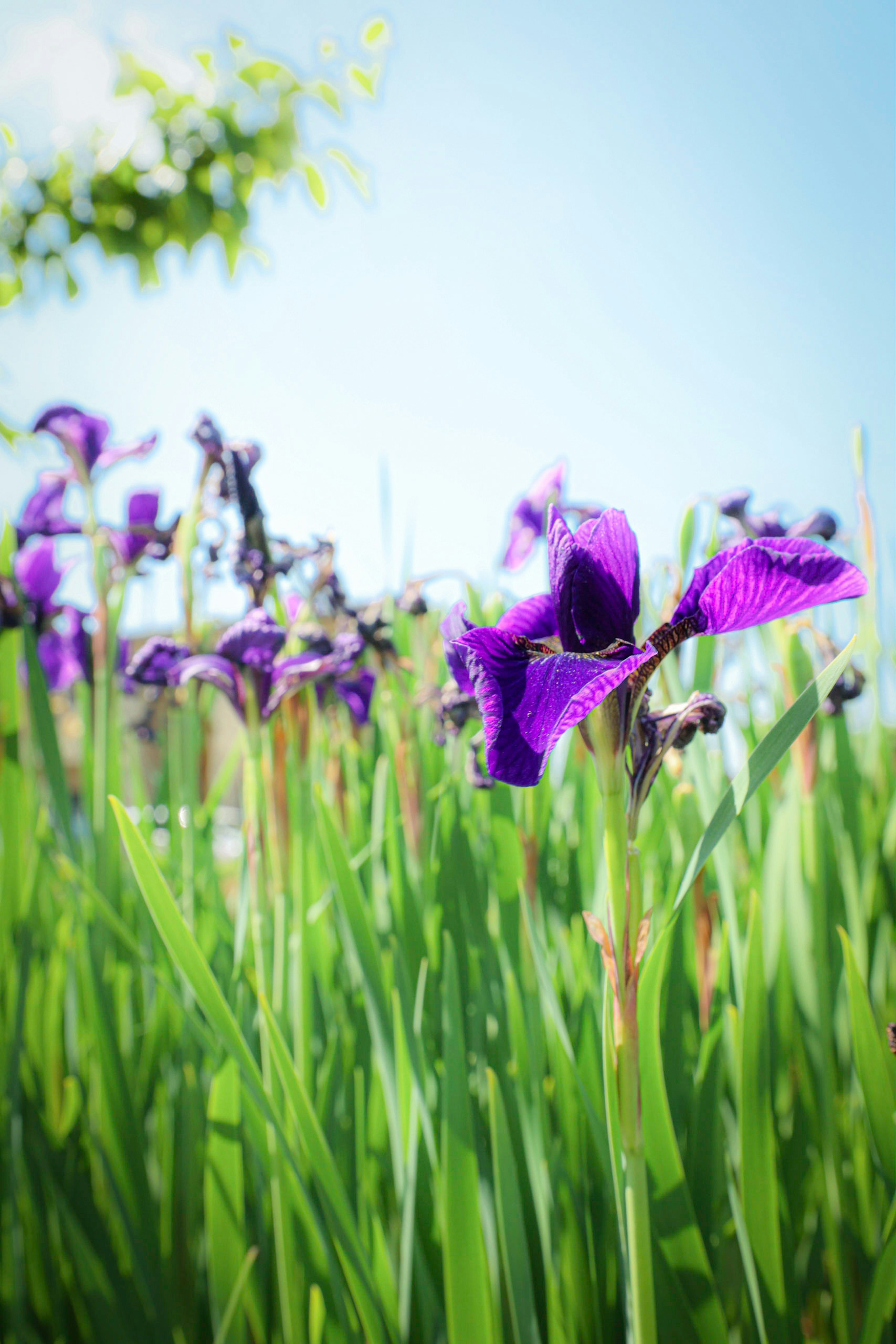 Champ de fleurs violettes entouré d'herbe verte sous un ciel bleu