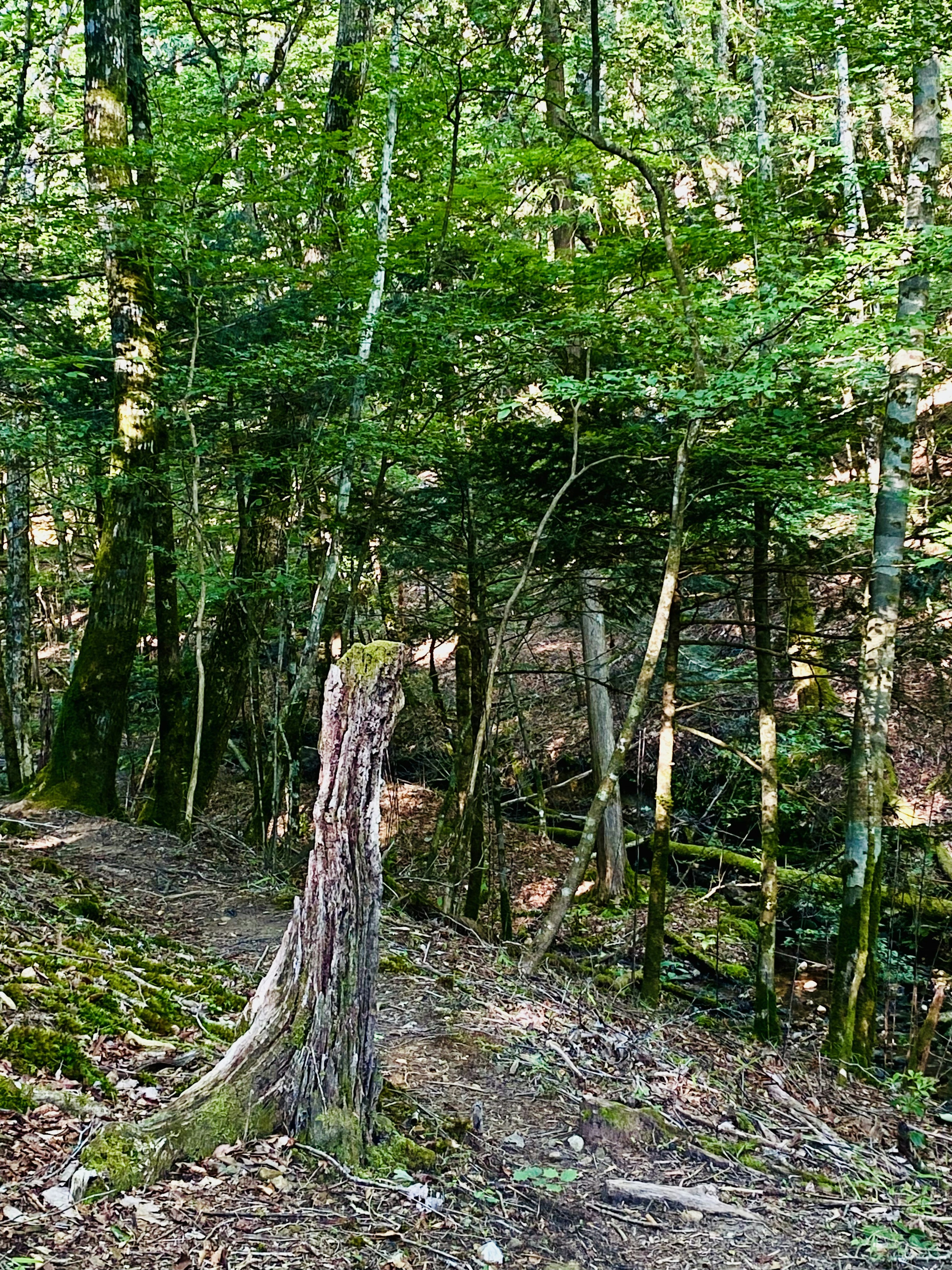 Paesaggio forestale lussureggiante con un albero caduto e vegetazione fitta