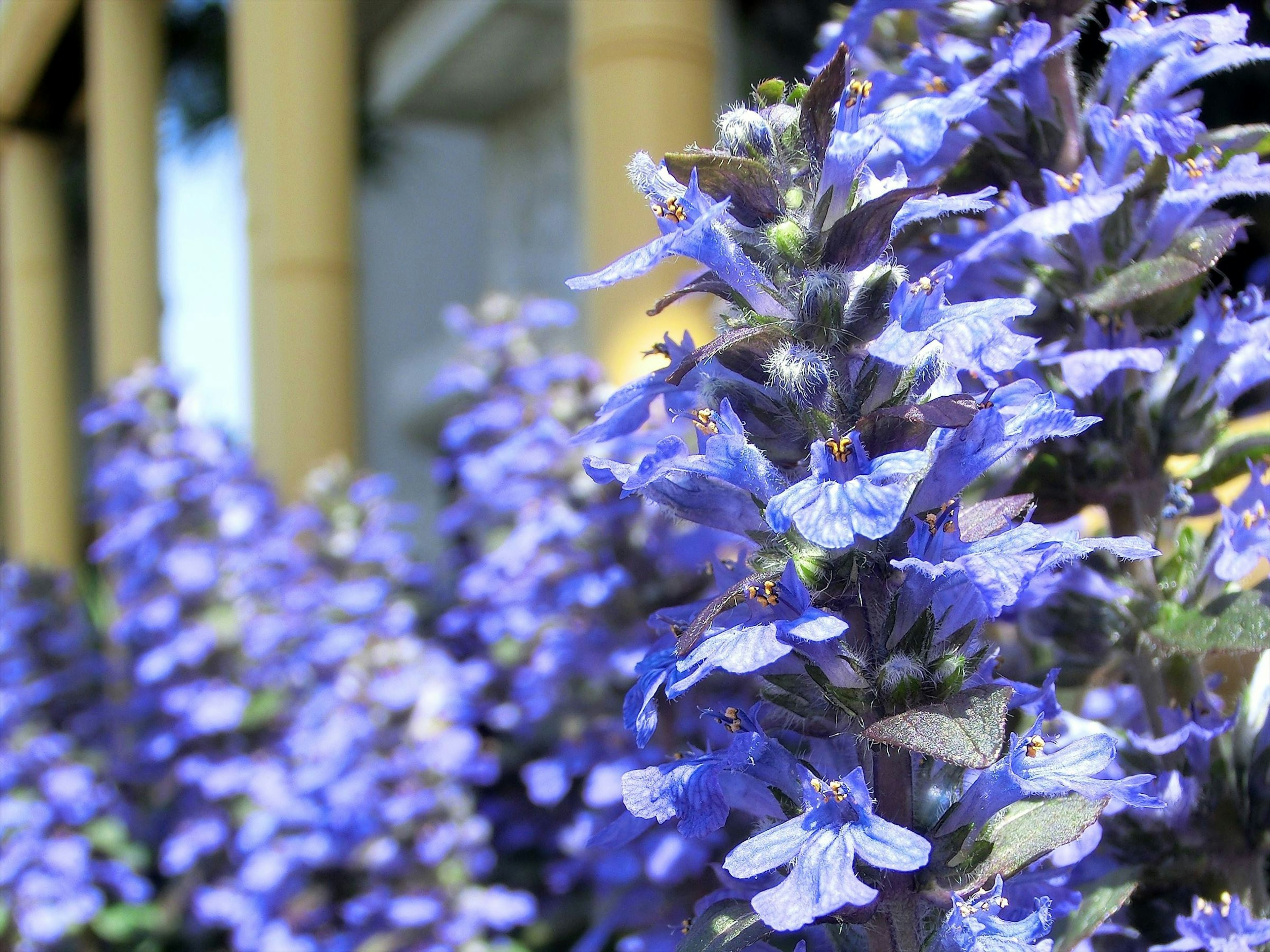 Un groupe de fleurs violettes vives avec des piliers en bambou en arrière-plan