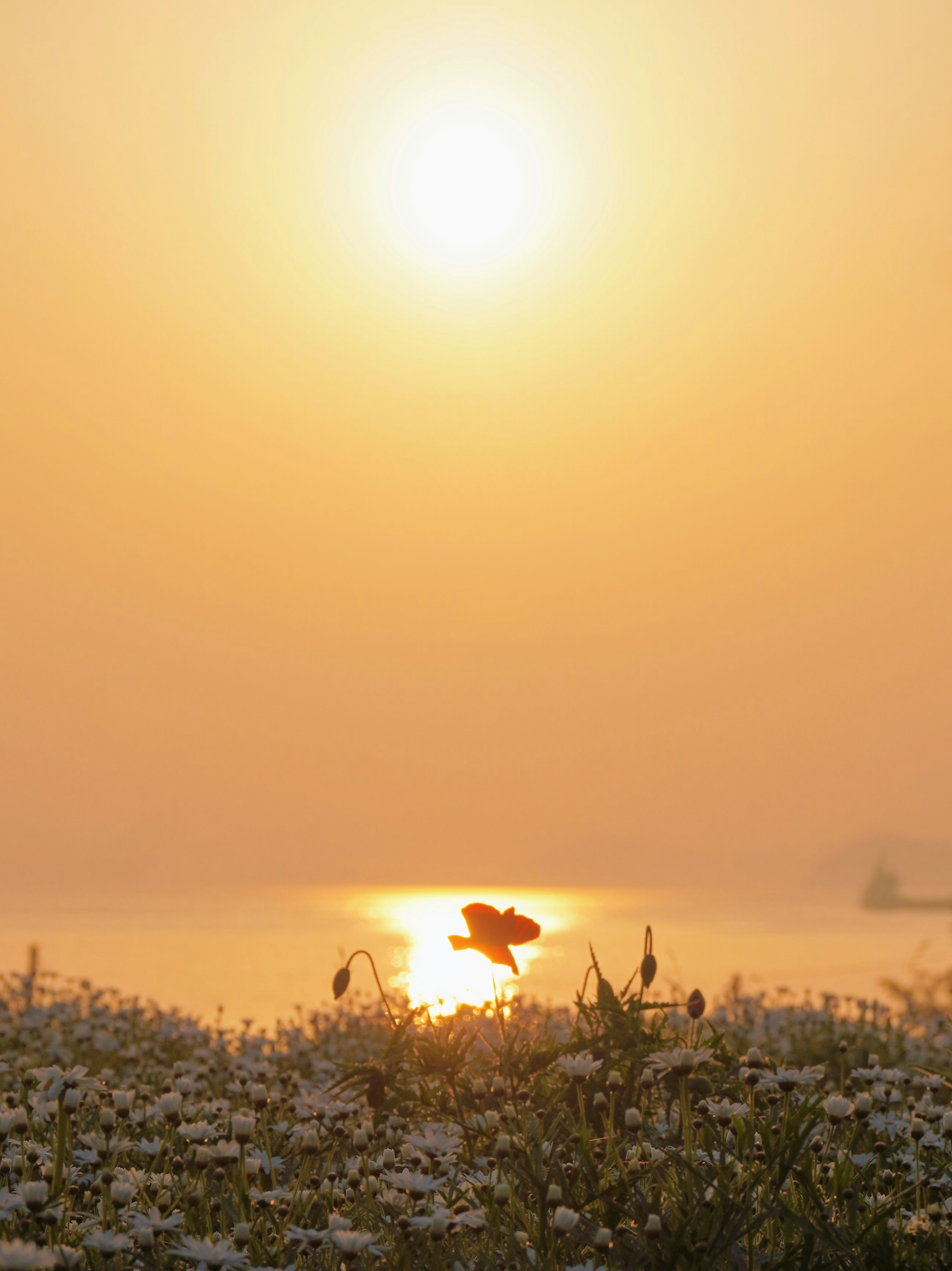 Una sola flor floreciendo contra el fondo de un sol naciente y agua tranquila