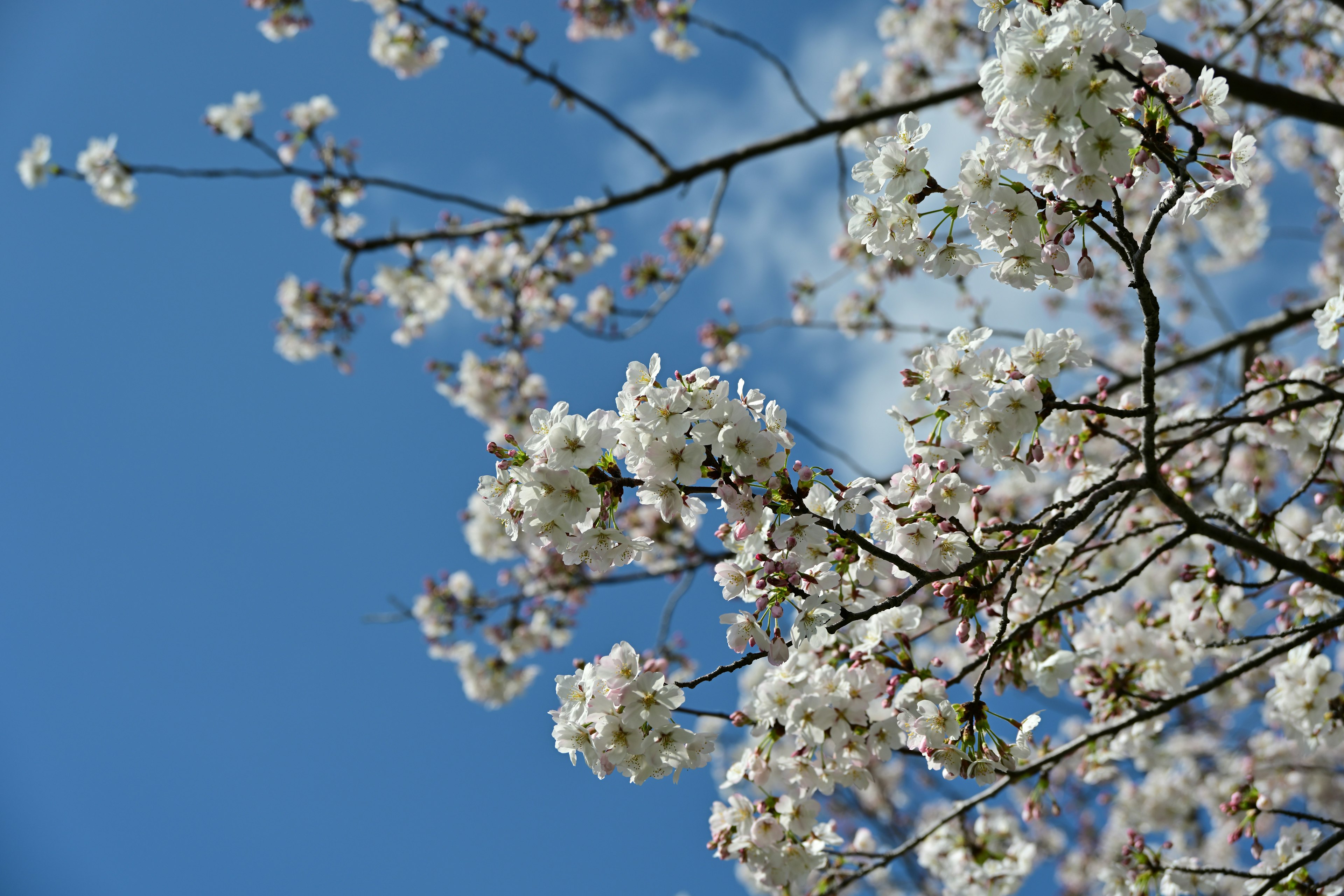 Flores de cerezo blancas en ramas contra un cielo azul