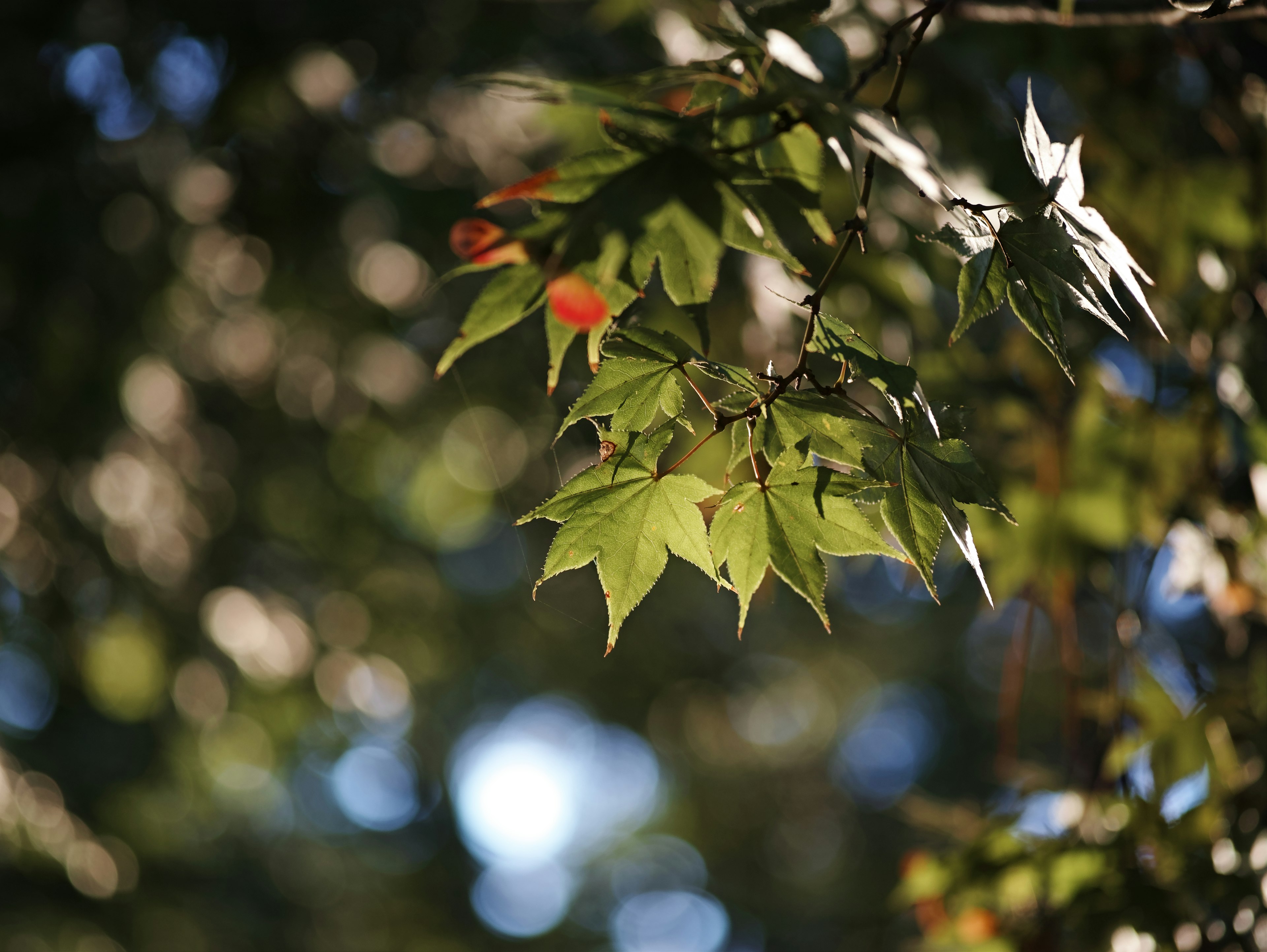 Close-up of a tree branch with green leaves and a few red leaves in autumn