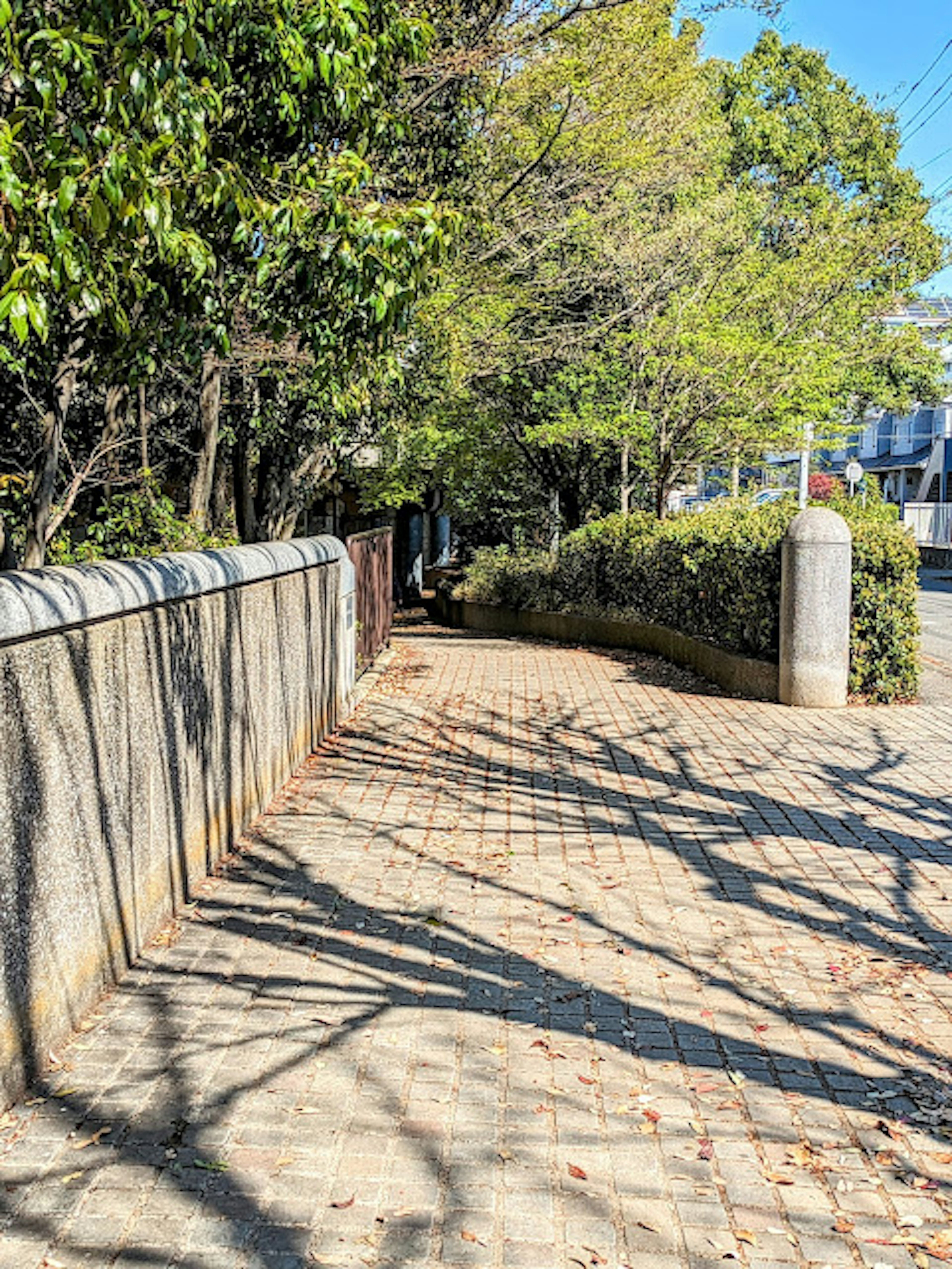 A serene pathway surrounded by lush green trees