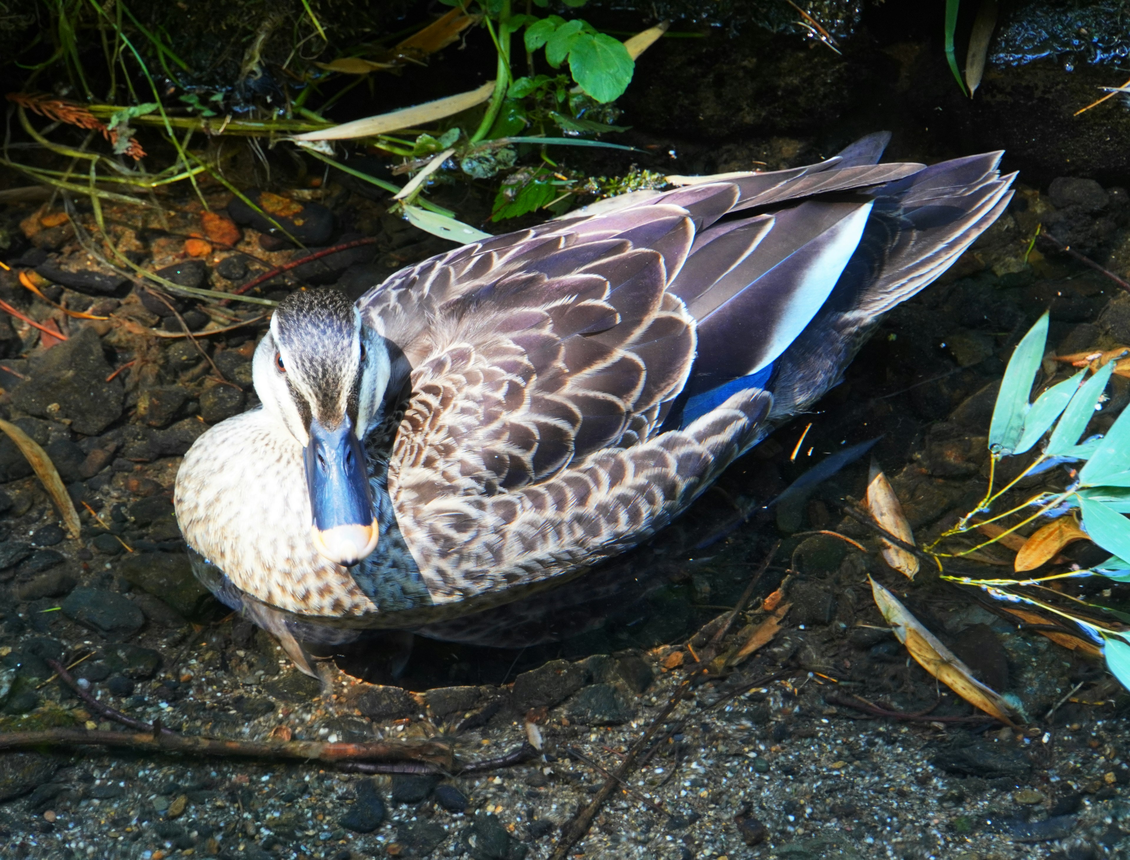 A duck resting by the water's edge