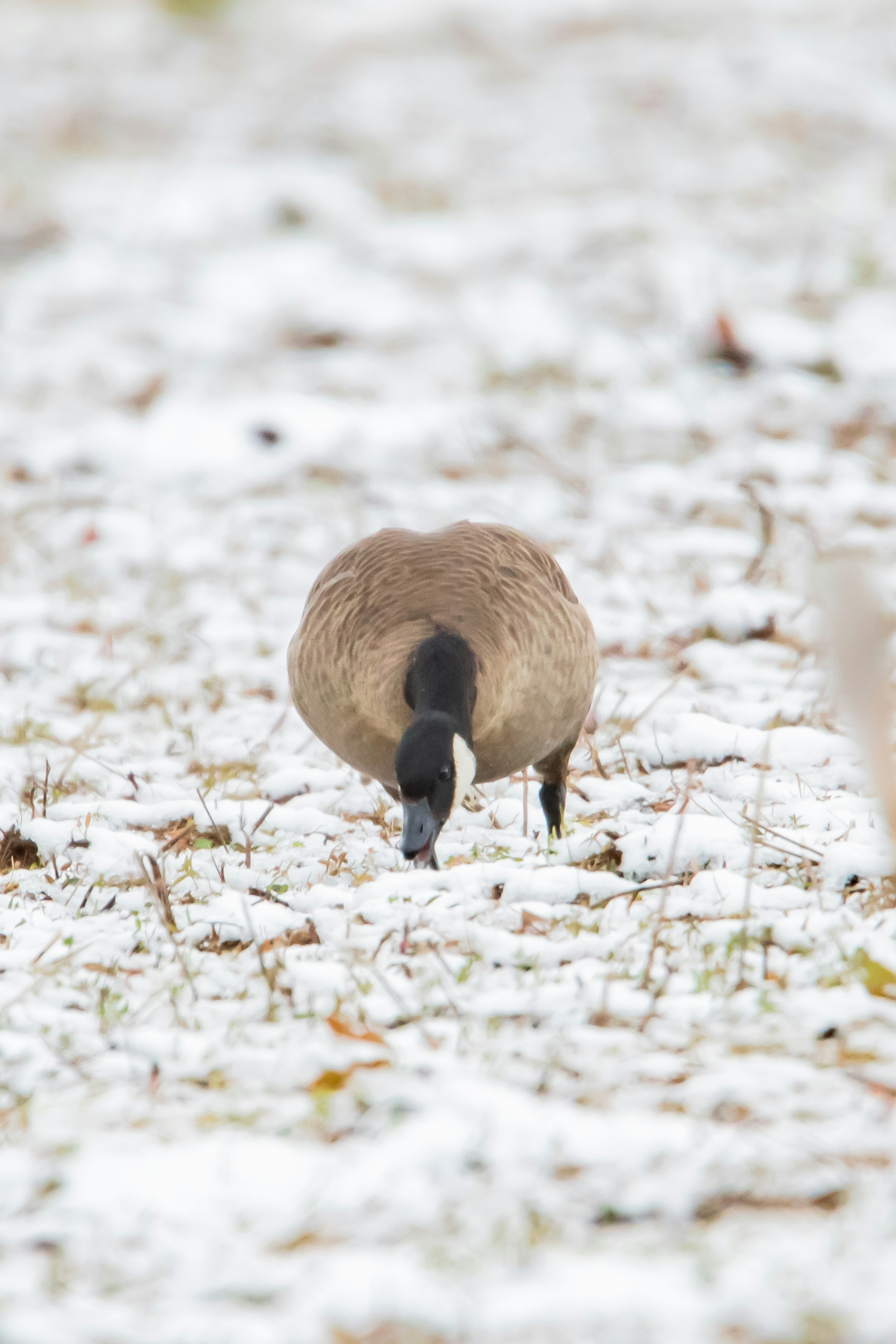 Oca che cammina sulla neve