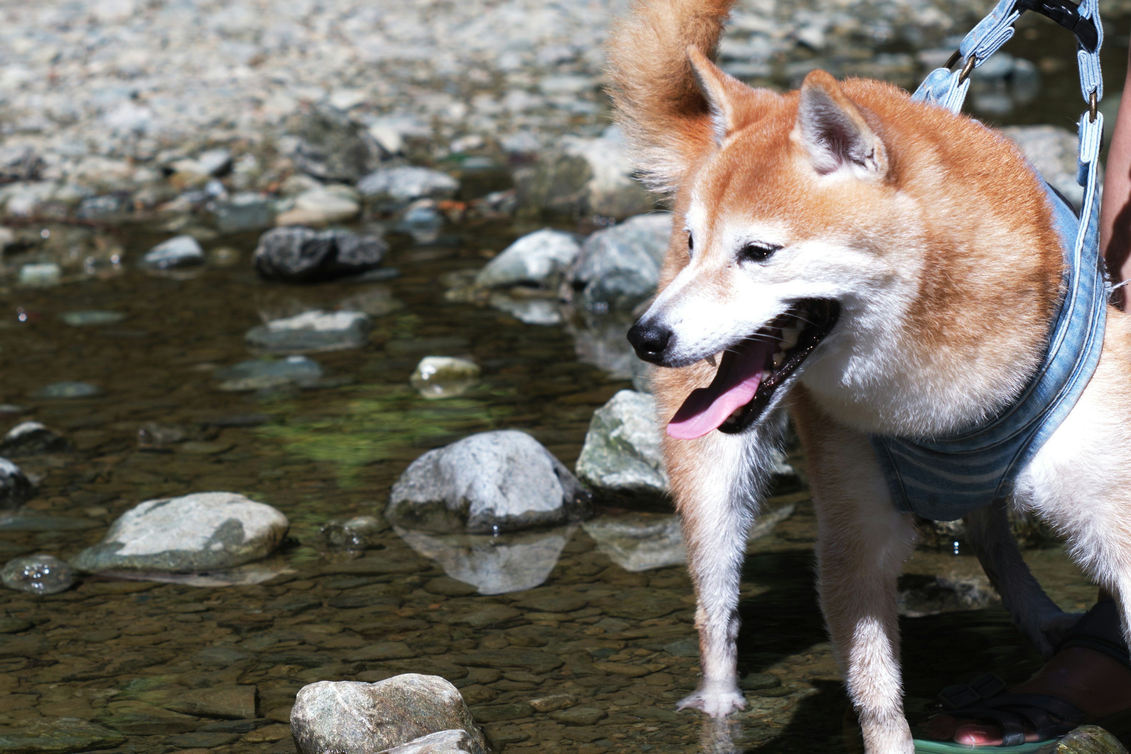 Shiba Inu lächelt neben einem Bach mit Kieselsteinen