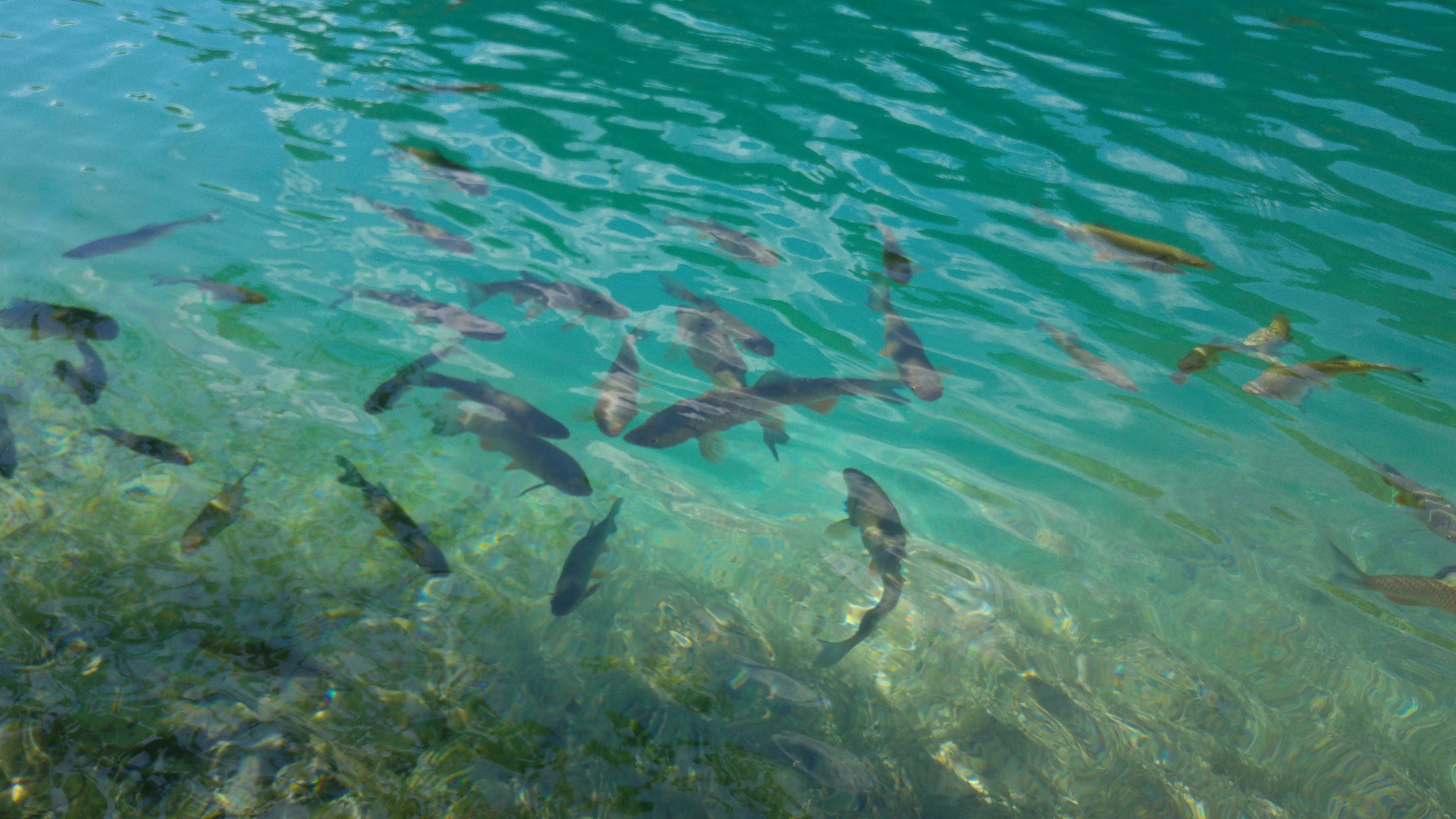 一群魚在清澈的水中游動，水面呈現綠色調