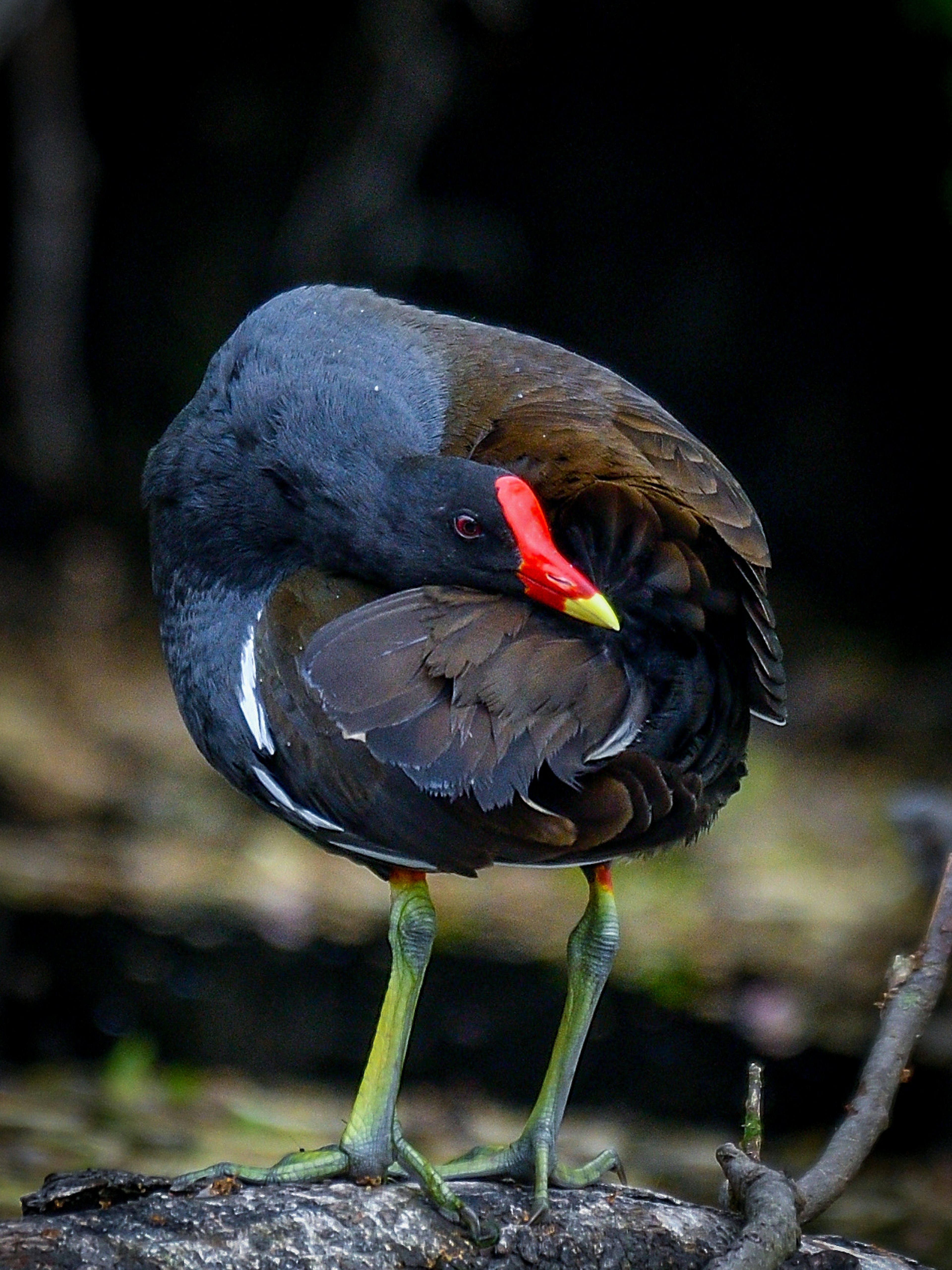 黒い体に赤いくちばしを持つ水鳥が羽を整えている