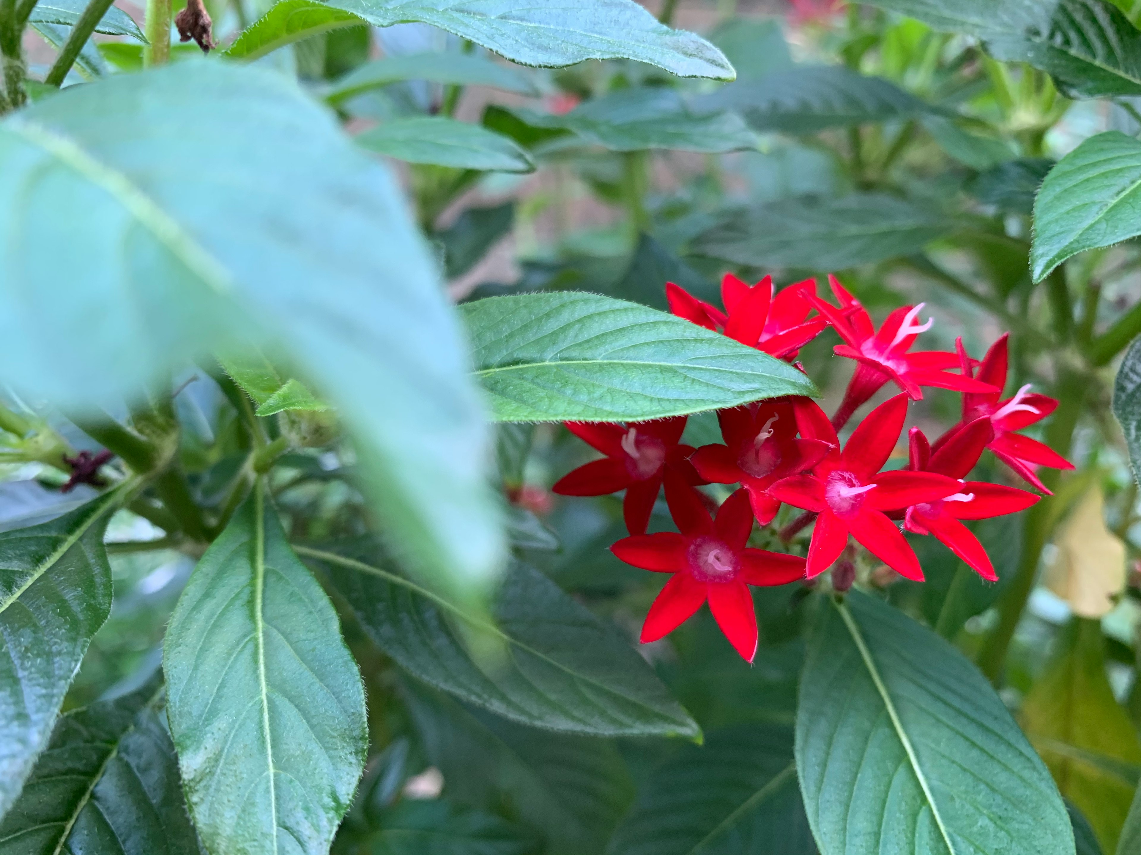 Lebendige rote sternförmige Blumen zwischen grünen Blättern