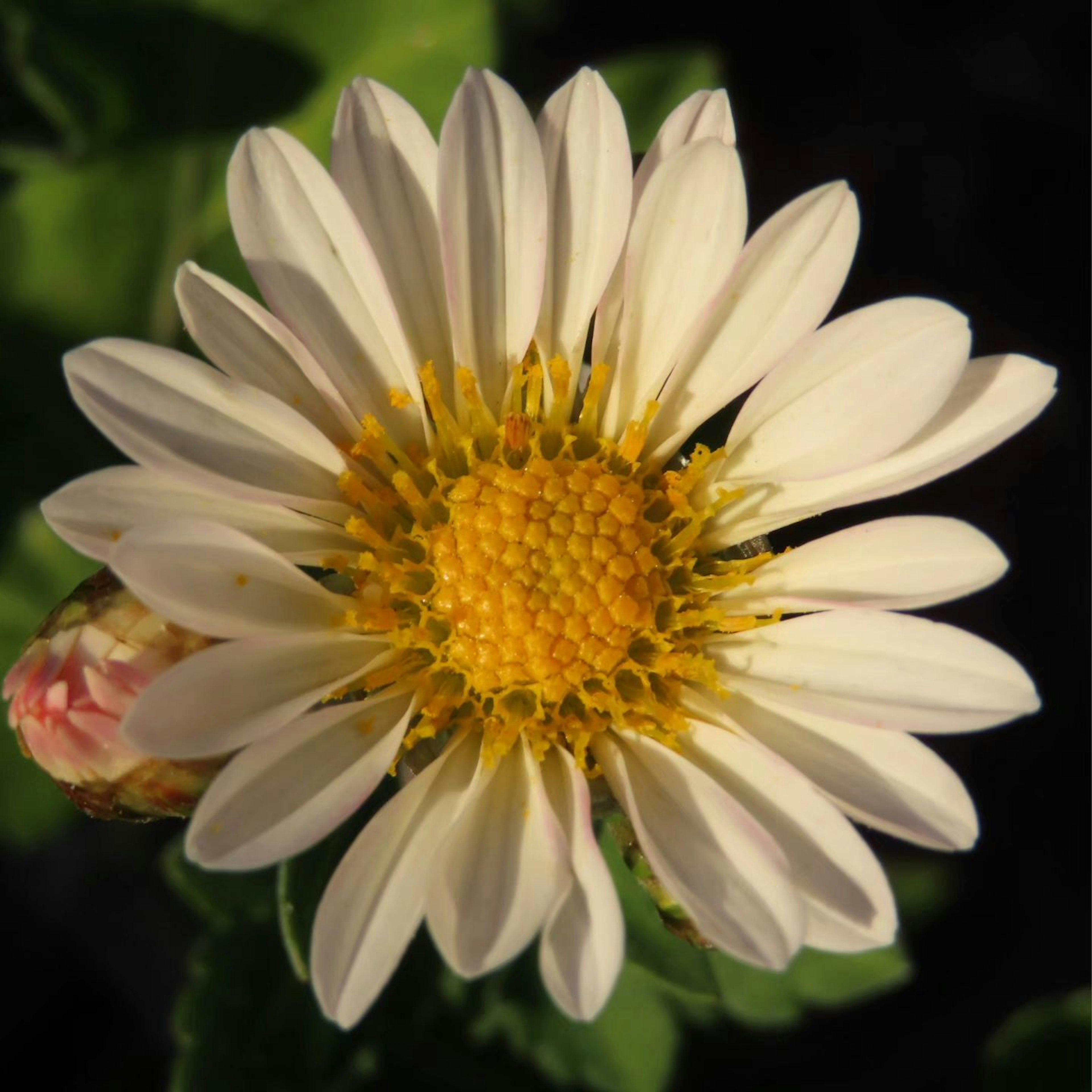 Pétalos de flor blanca con un centro amarillo rodeado de hojas verdes