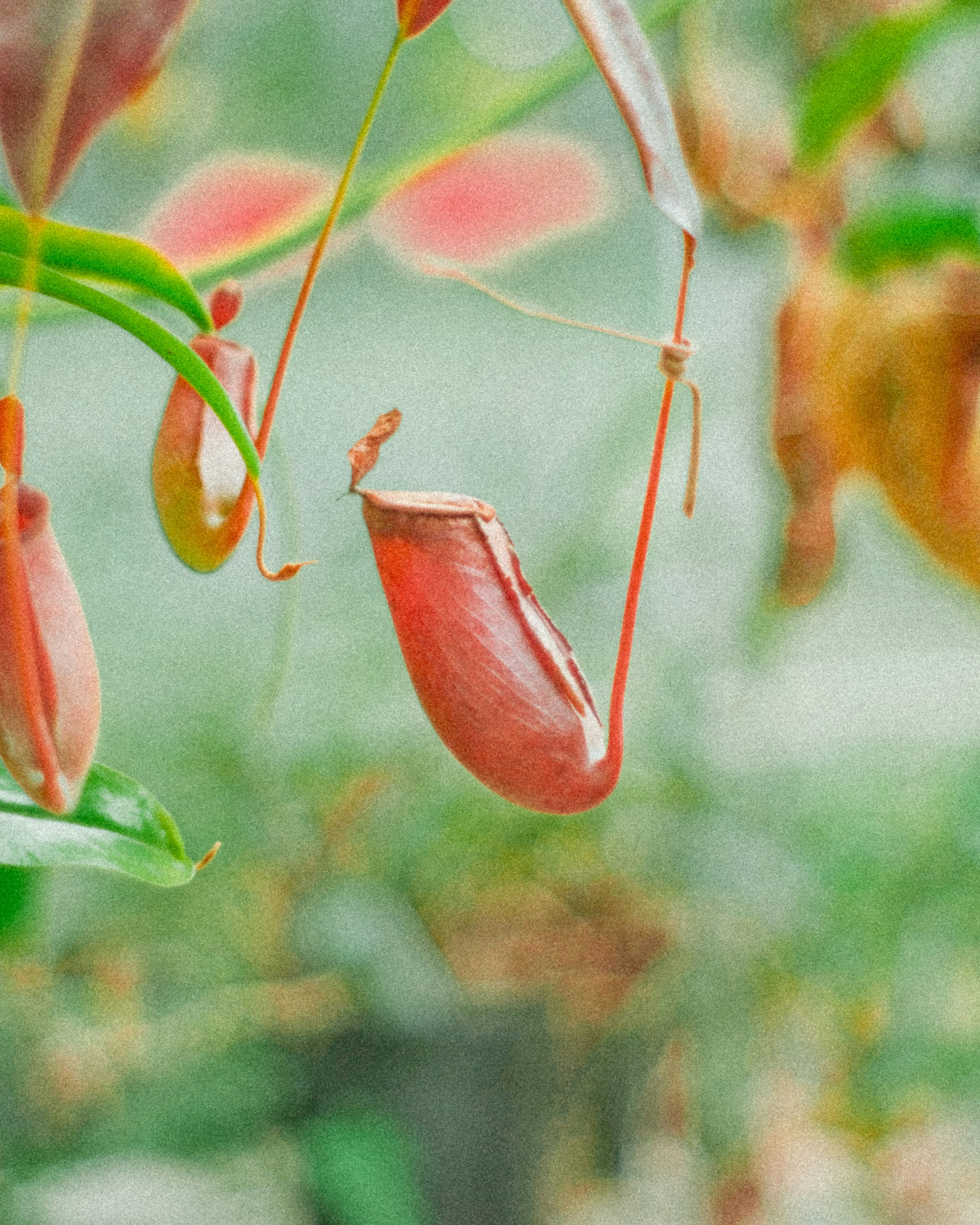 Eine rote Kannenpflanze hängt in einem üppigen natürlichen Hintergrund