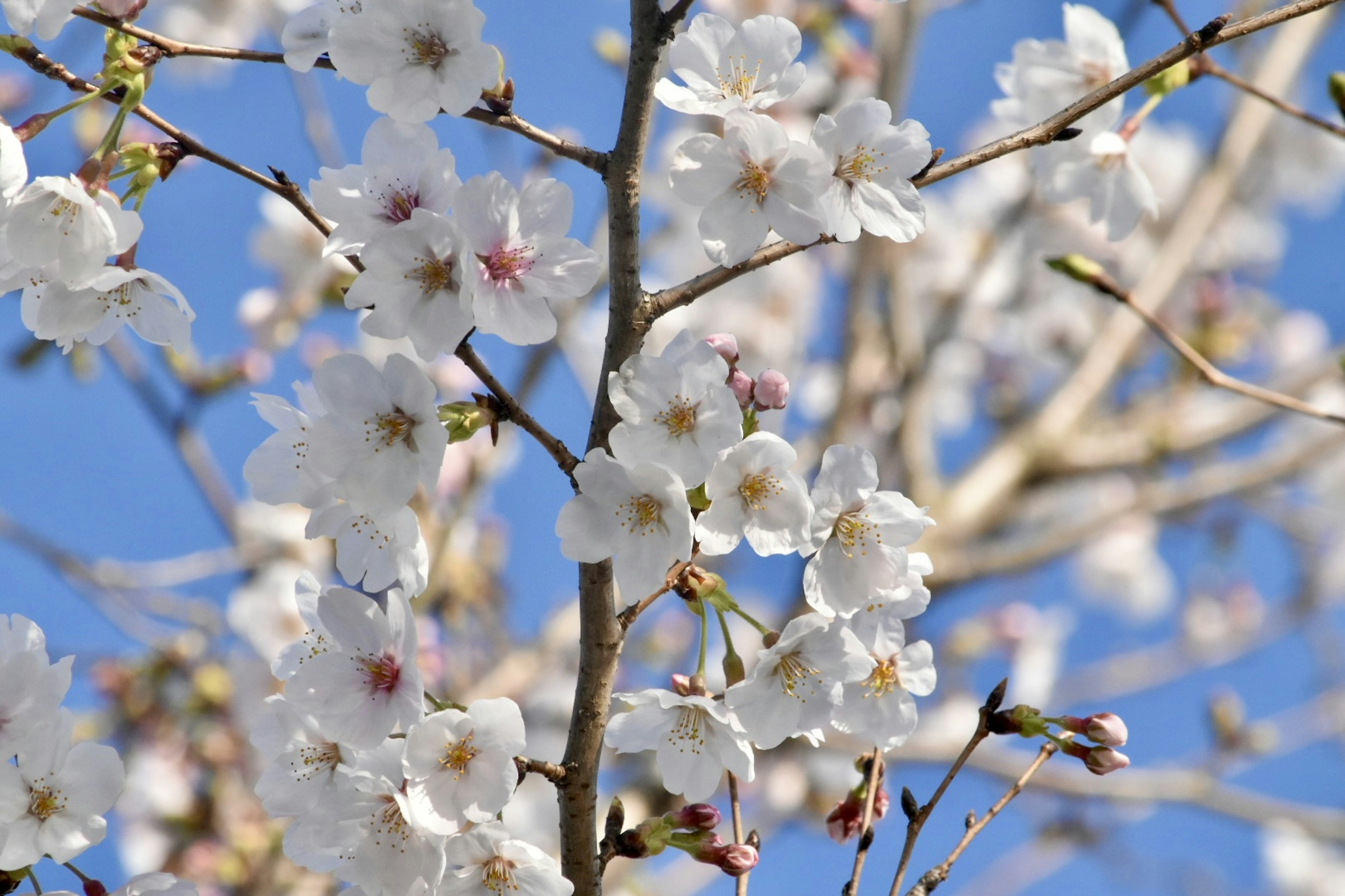 Kedekatan bunga sakura yang mekar di bawah langit biru