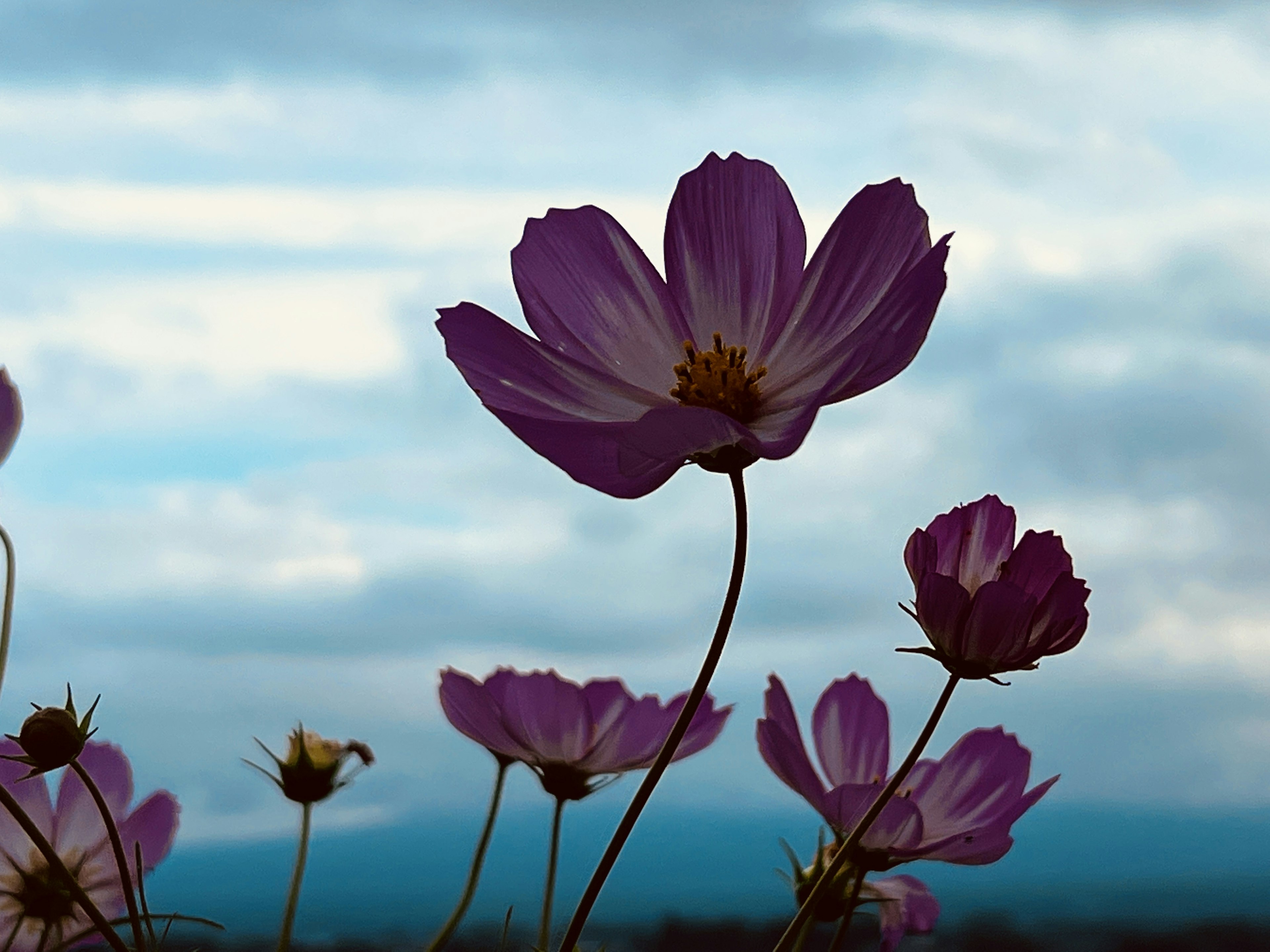 Flores moradas contra un fondo de cielo azul y nubes