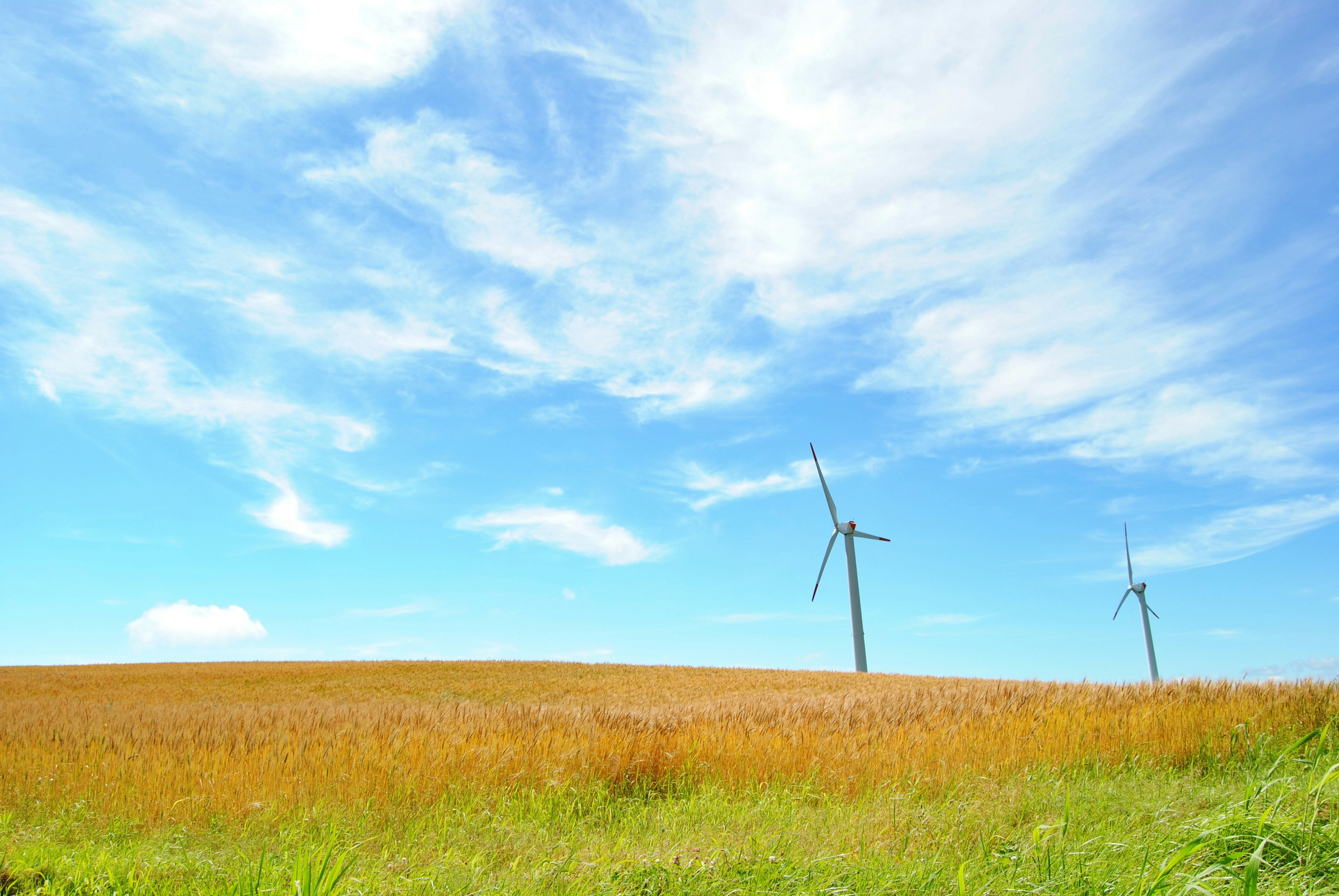 Goldene Wiese unter blauem Himmel mit Windkraftanlagen