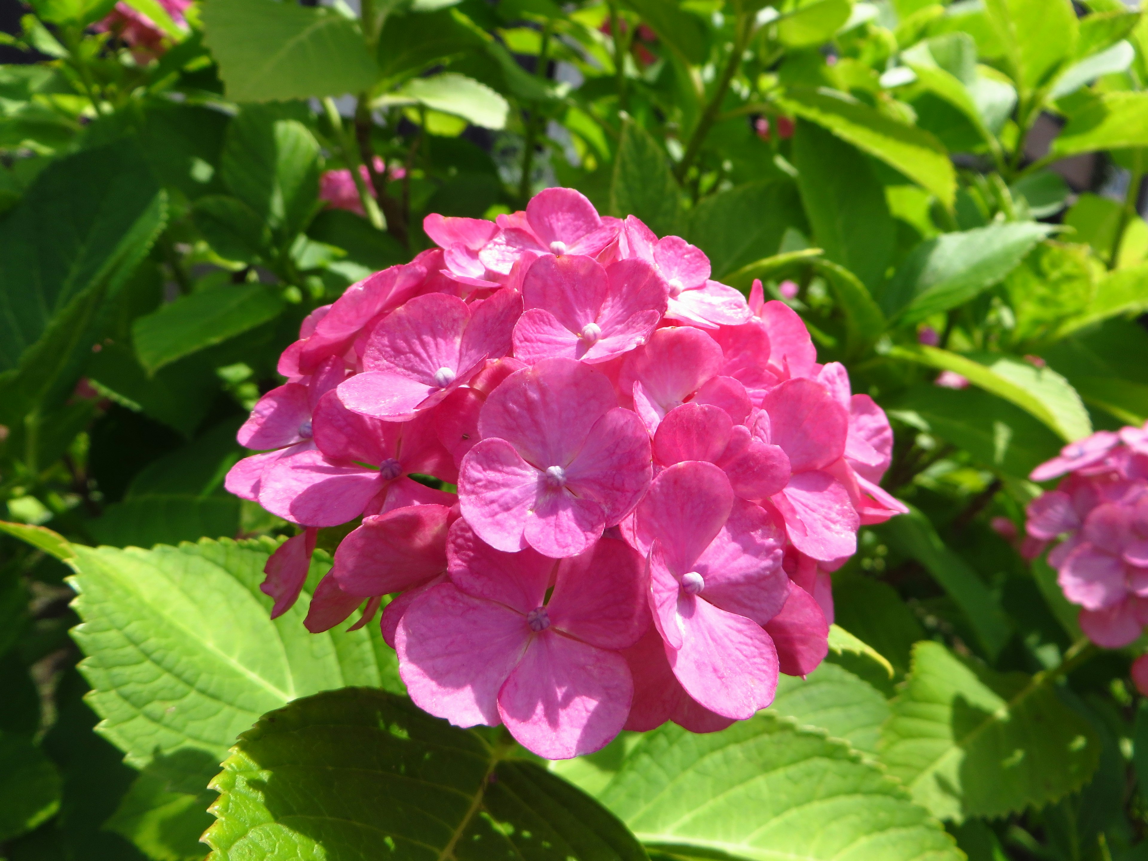 Vibrant pink hydrangea flower surrounded by green leaves