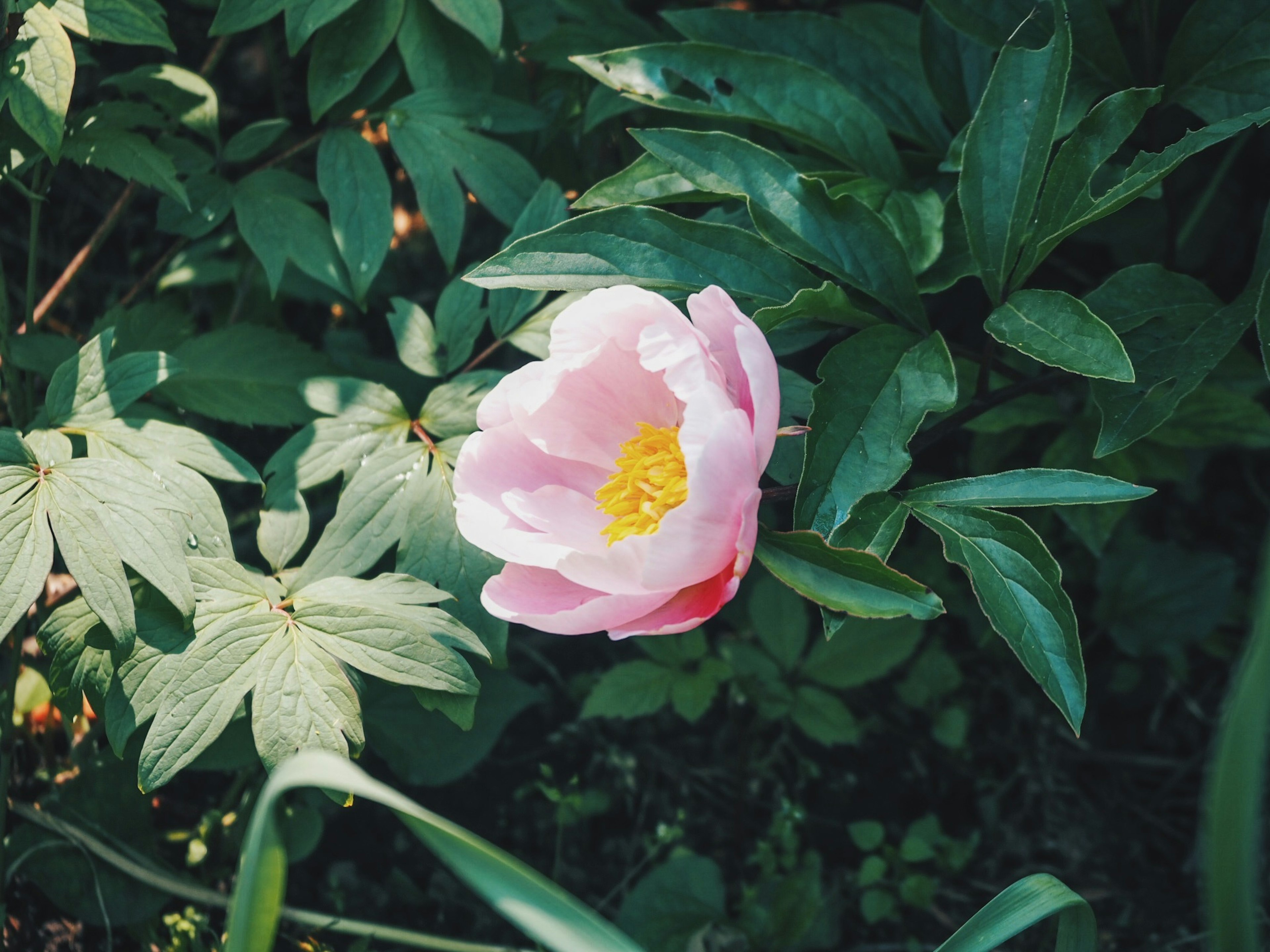 緑の葉に囲まれたピンクの花びらが特徴的な花