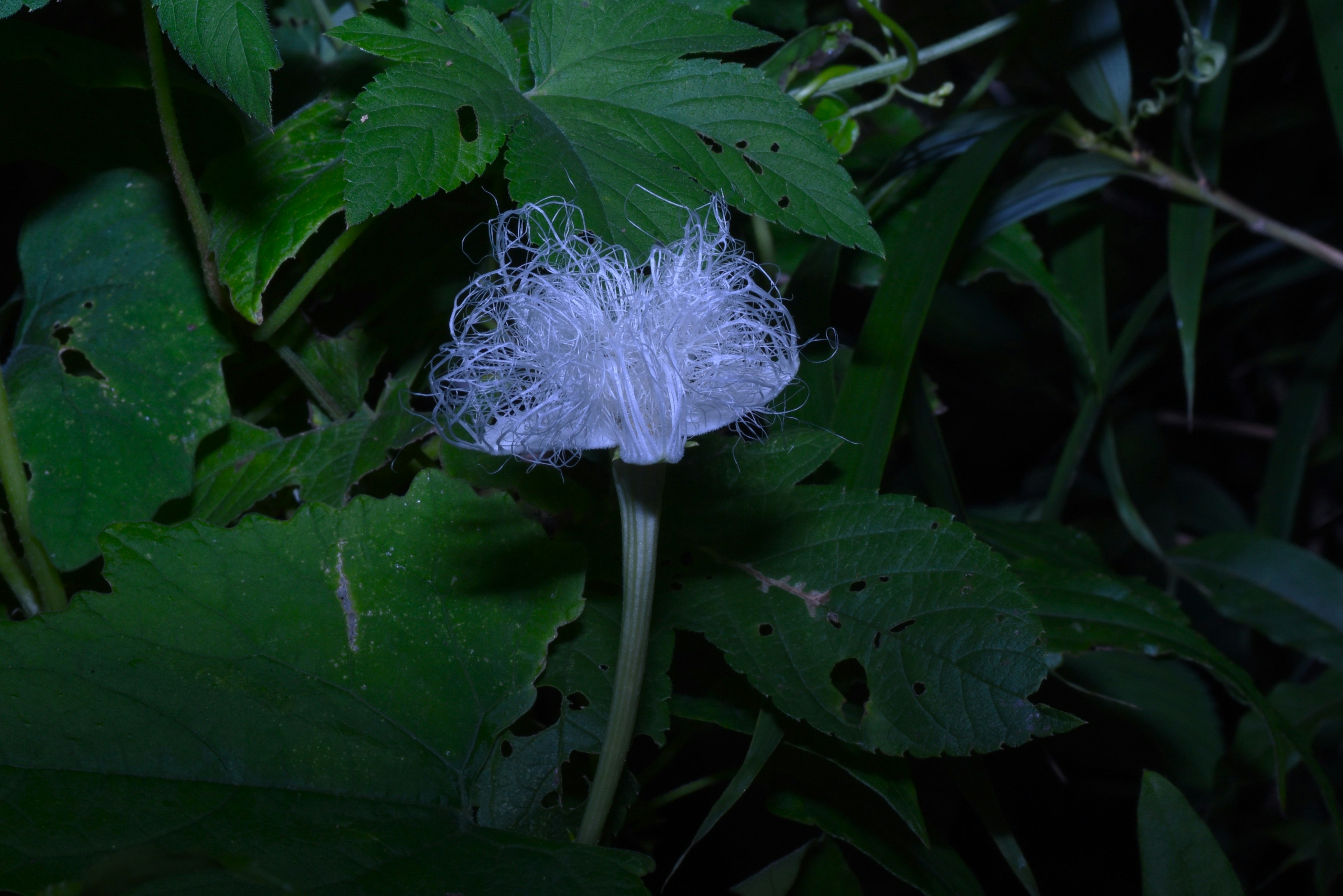 Un fiore bianco circondato da foglie verdi