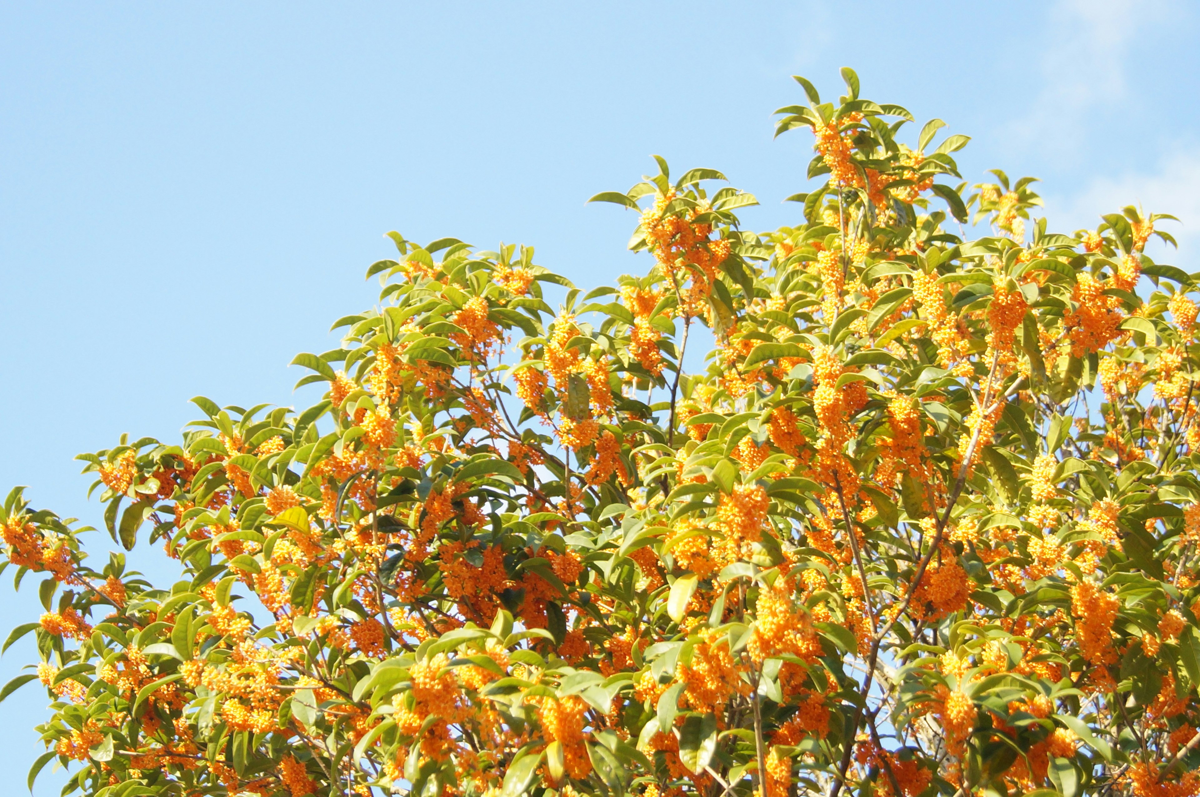 Bild eines üppigen Baumes mit leuchtend orangefarbenen Blumen vor einem blauen Himmel