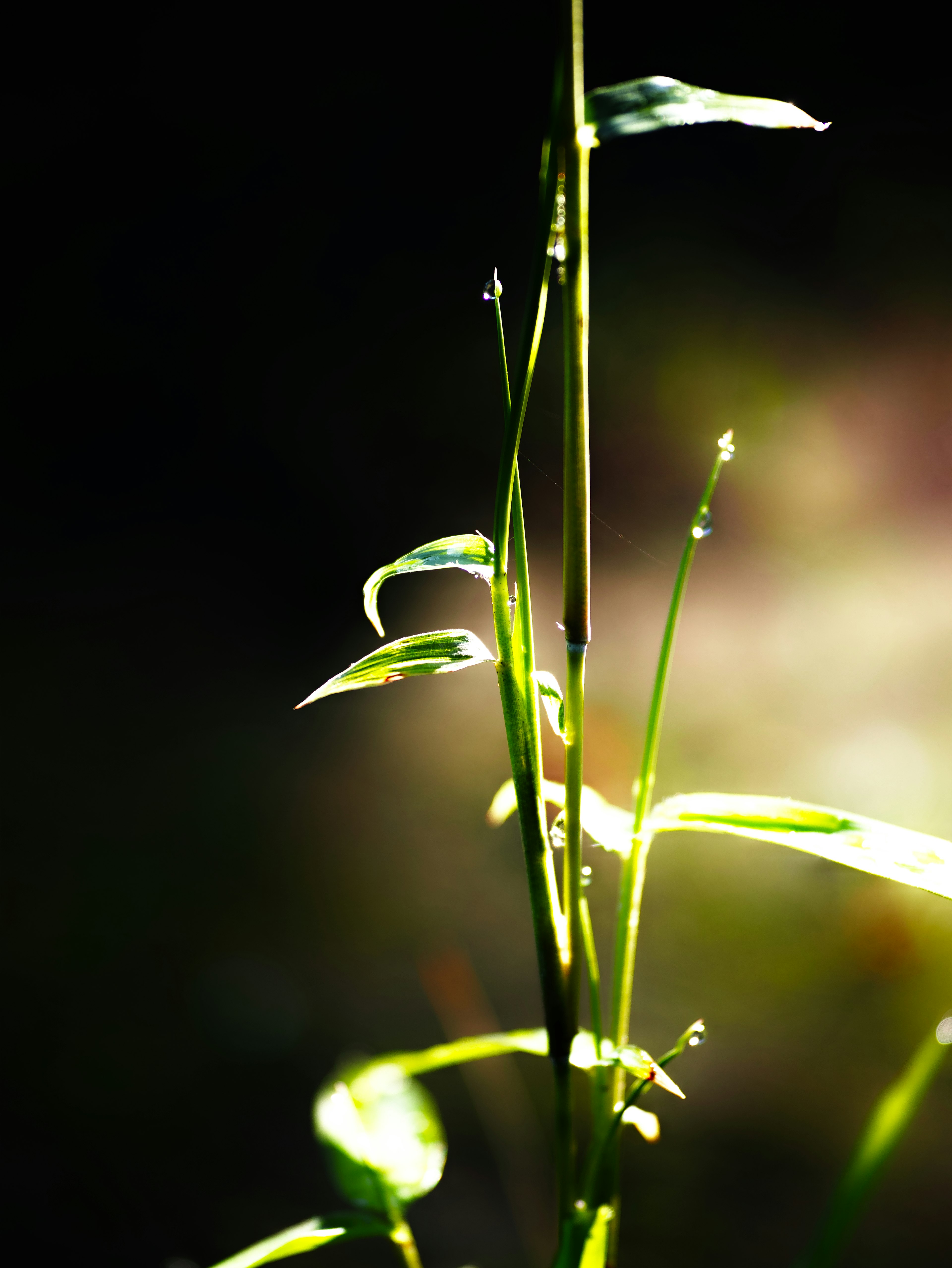 緑の草が光を浴びている様子