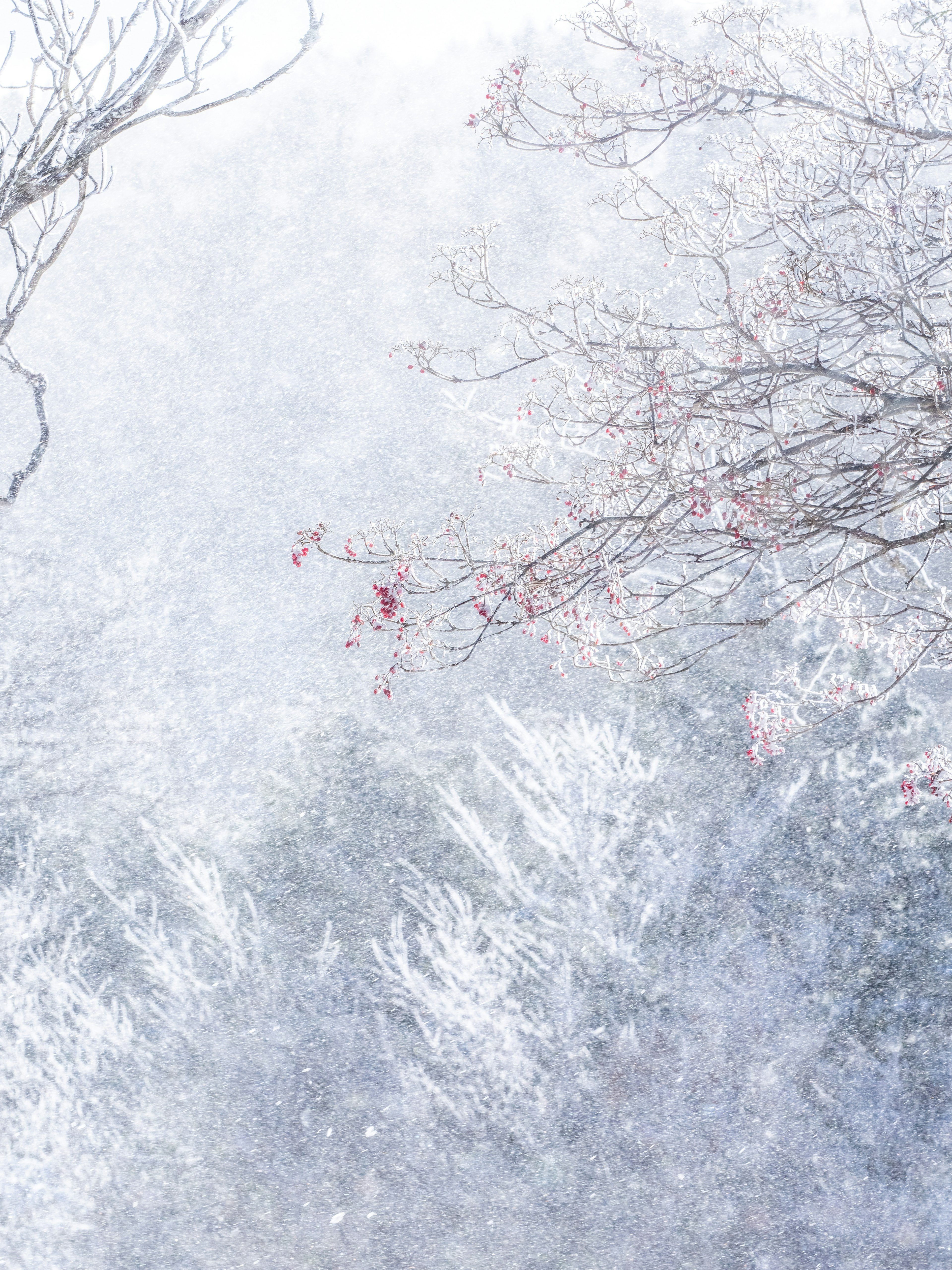 Snowy landscape with tree branches and a white background