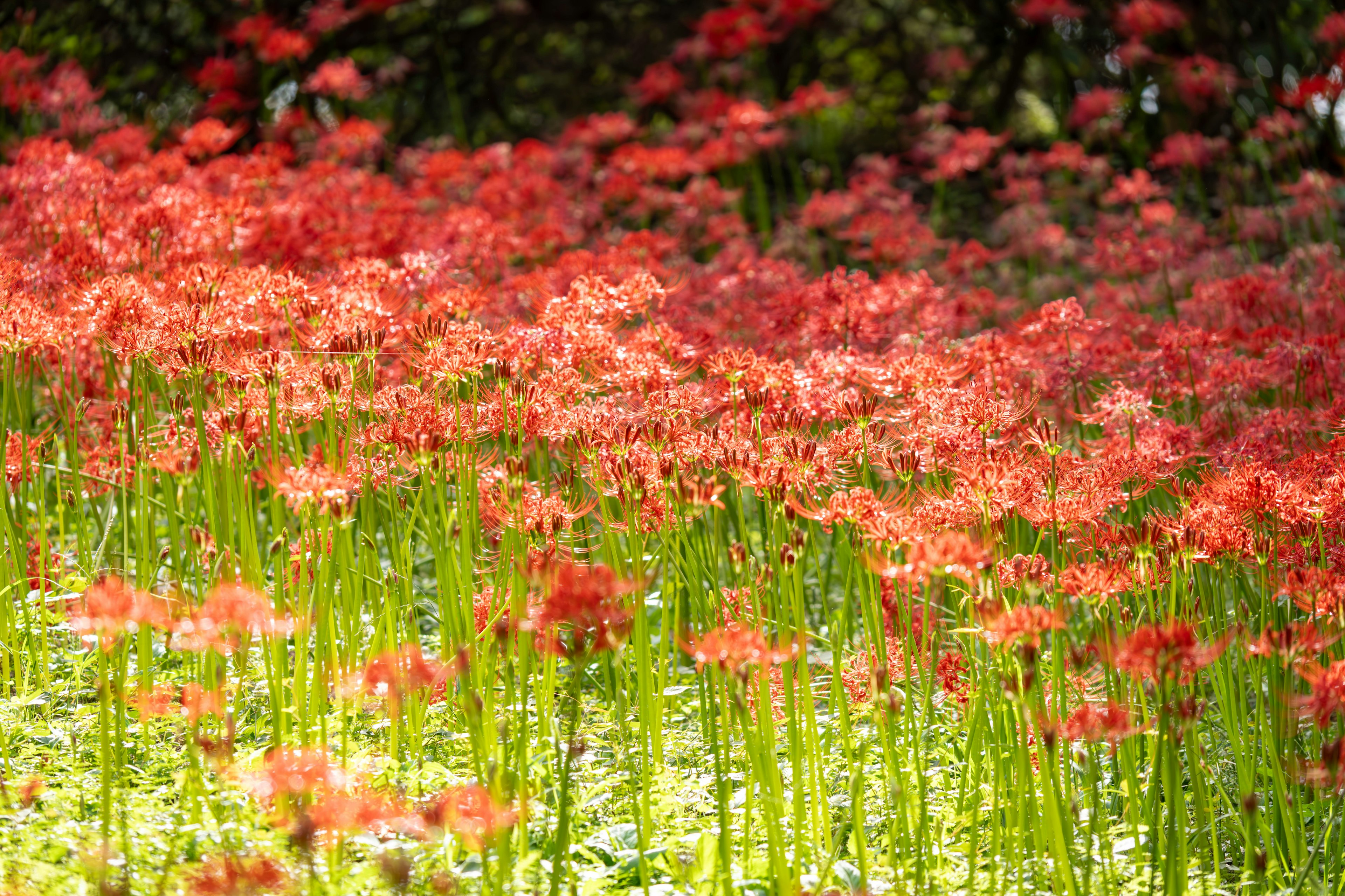 Eine schöne Landschaft mit blühenden roten Spinnenlilien