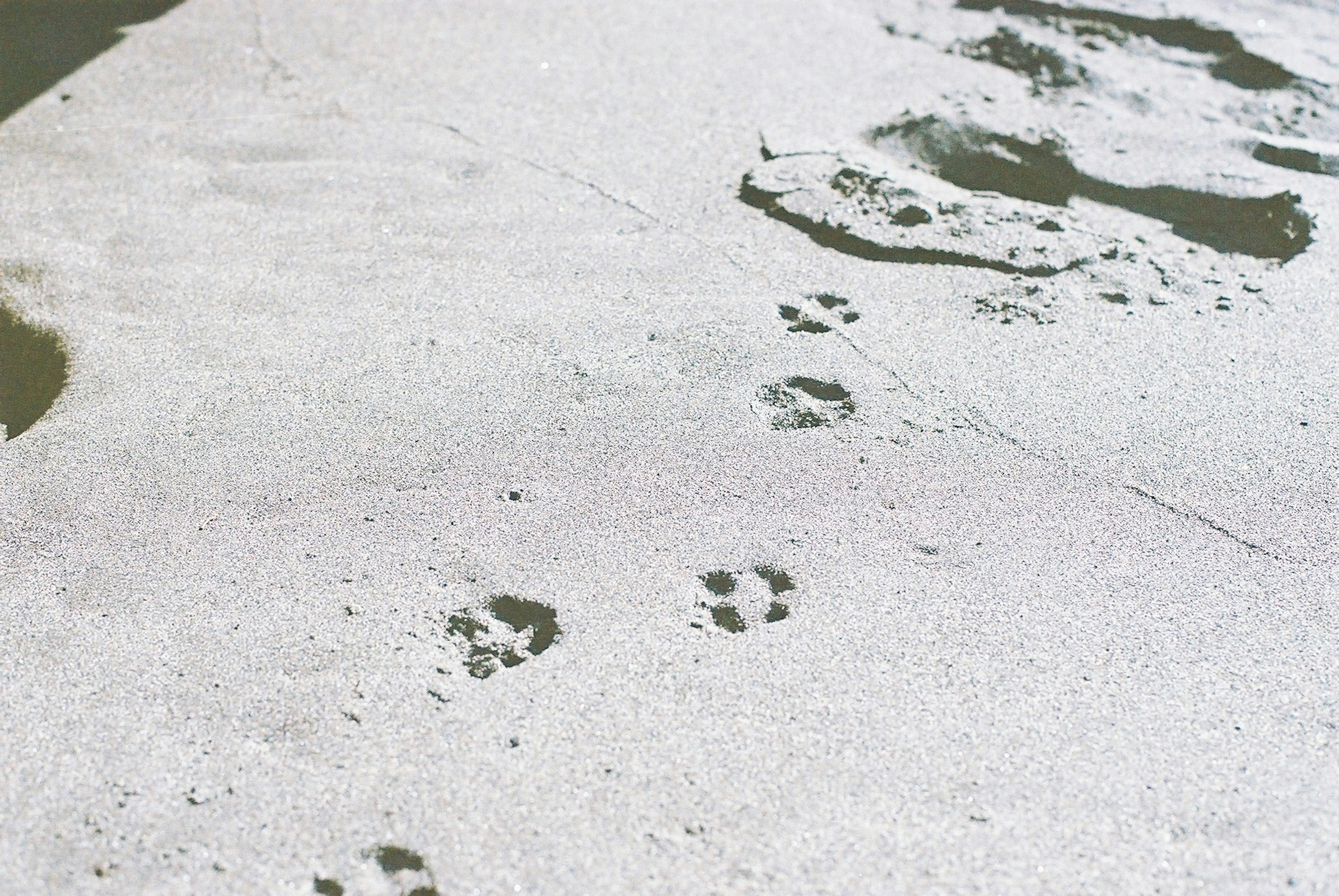 Animal footprints on a sandy beach