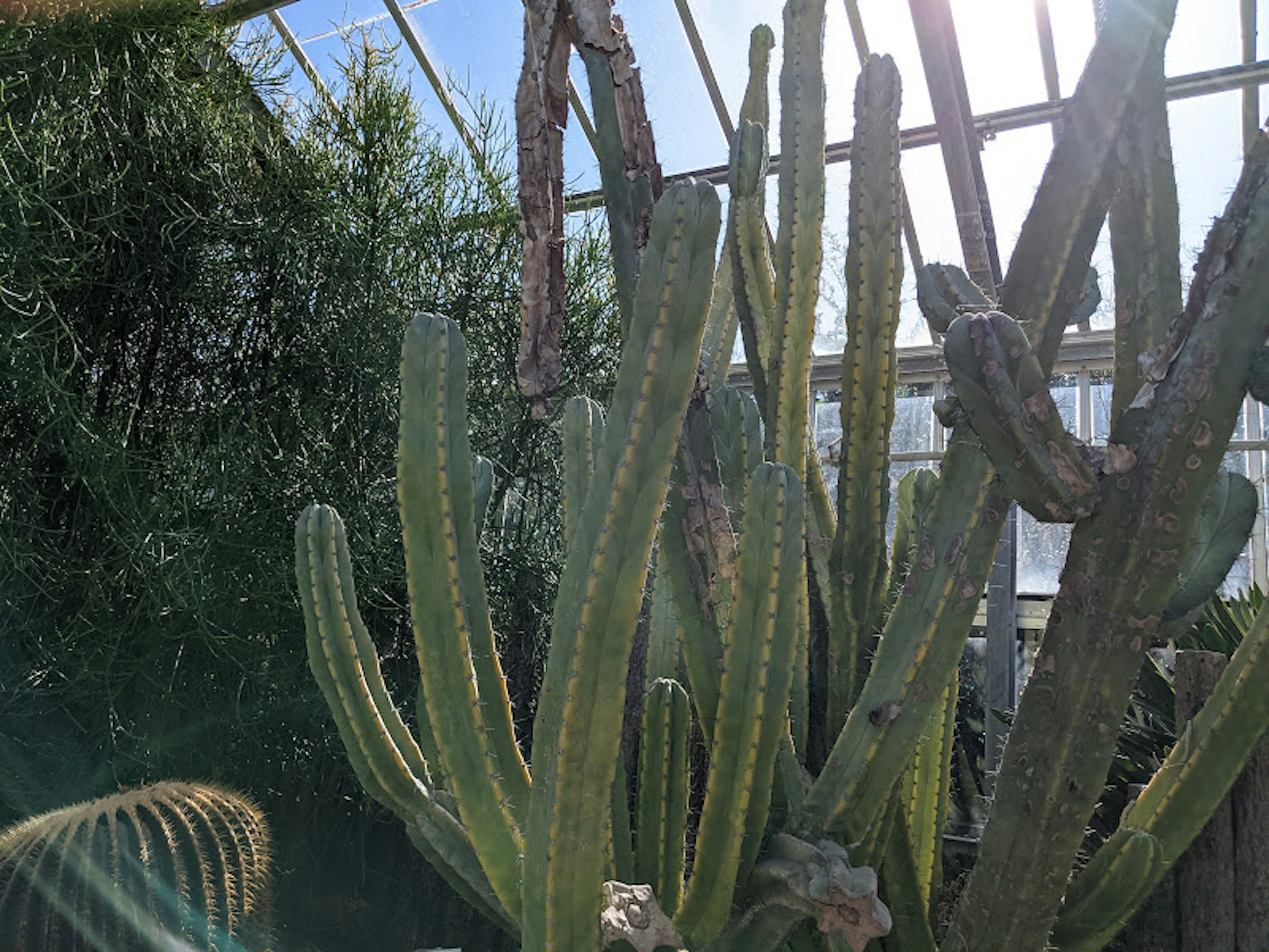 A green cactus soaking up sunlight inside a greenhouse