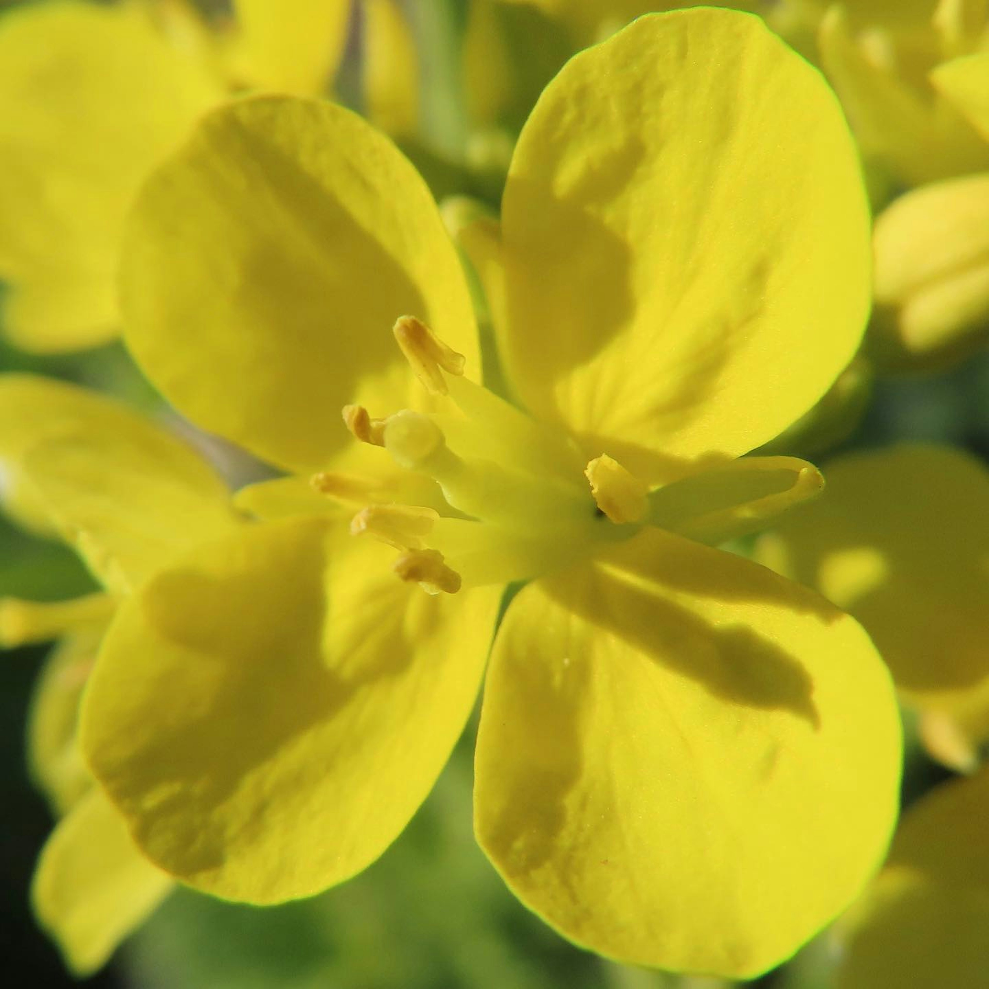 Primer plano de una flor amarilla vibrante con pétalos redondeados y estambres visibles