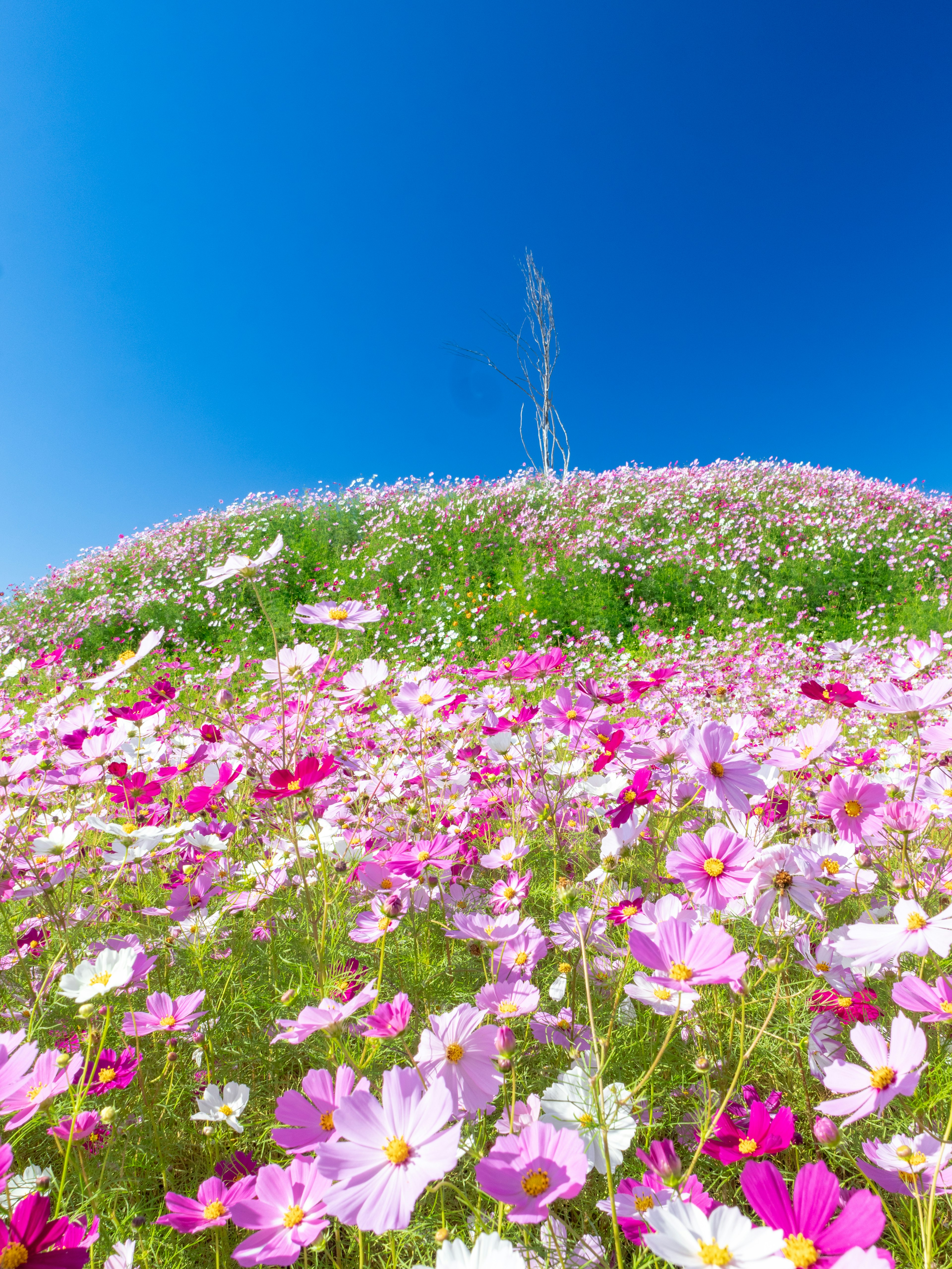 青空の下に咲くピンク色のコスモスの花畑