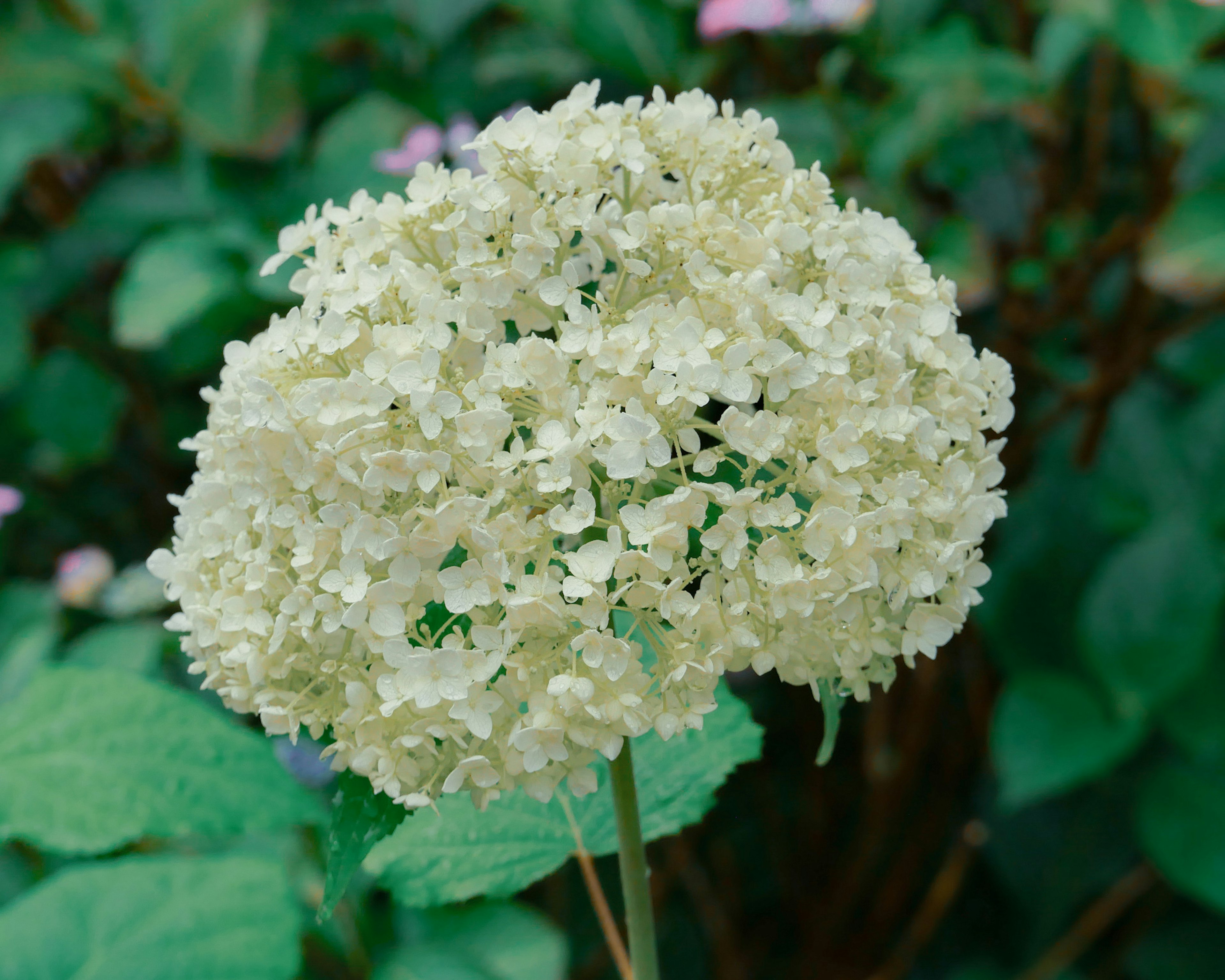 白いアジサイの花が緑の葉の中に咲いている様子