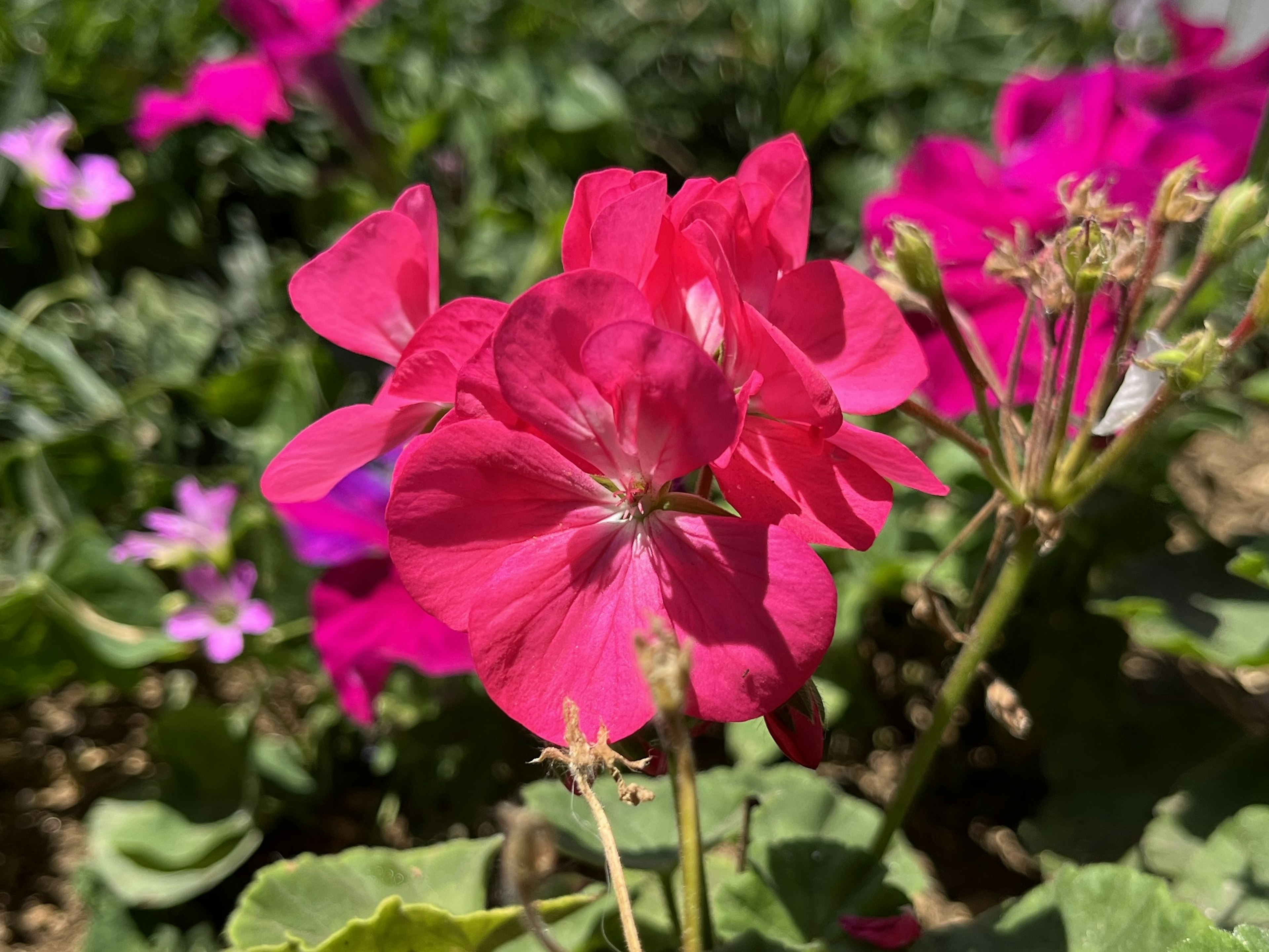 Lebhafte pinke Blume blüht in einem Garten