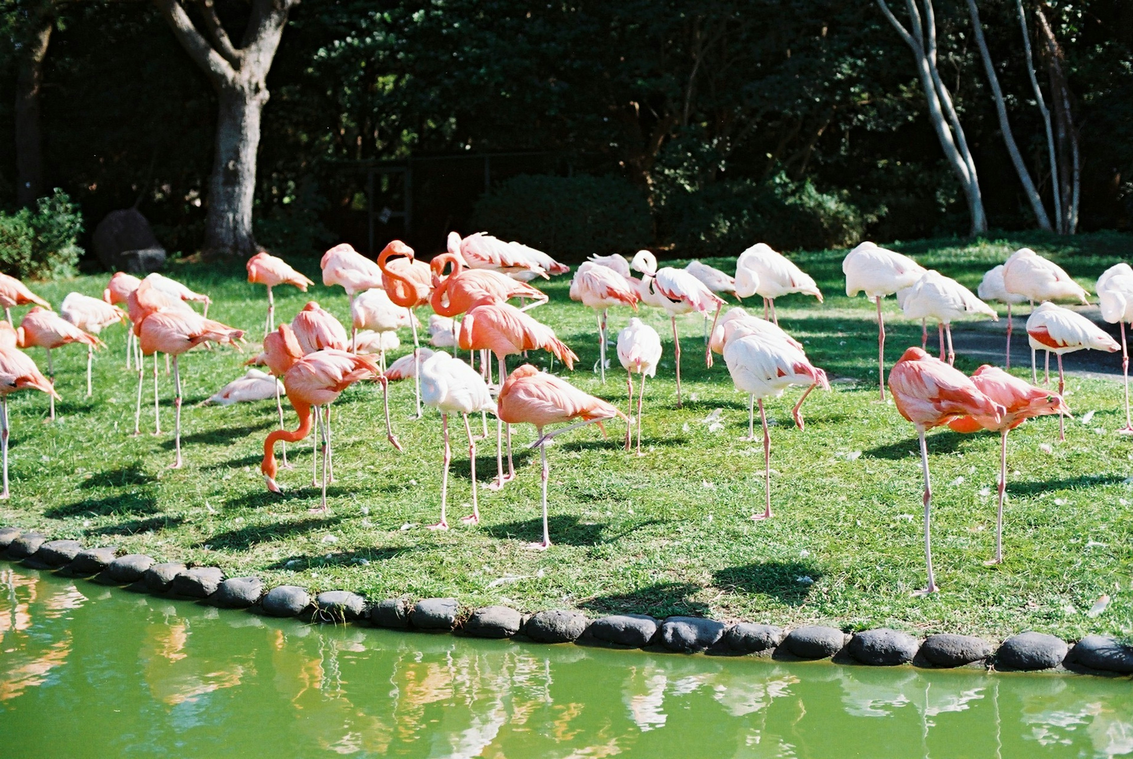 Eine Gruppe von Flamingos, die sich auf grünem Gras am Ufer eines Sees versammelt hat