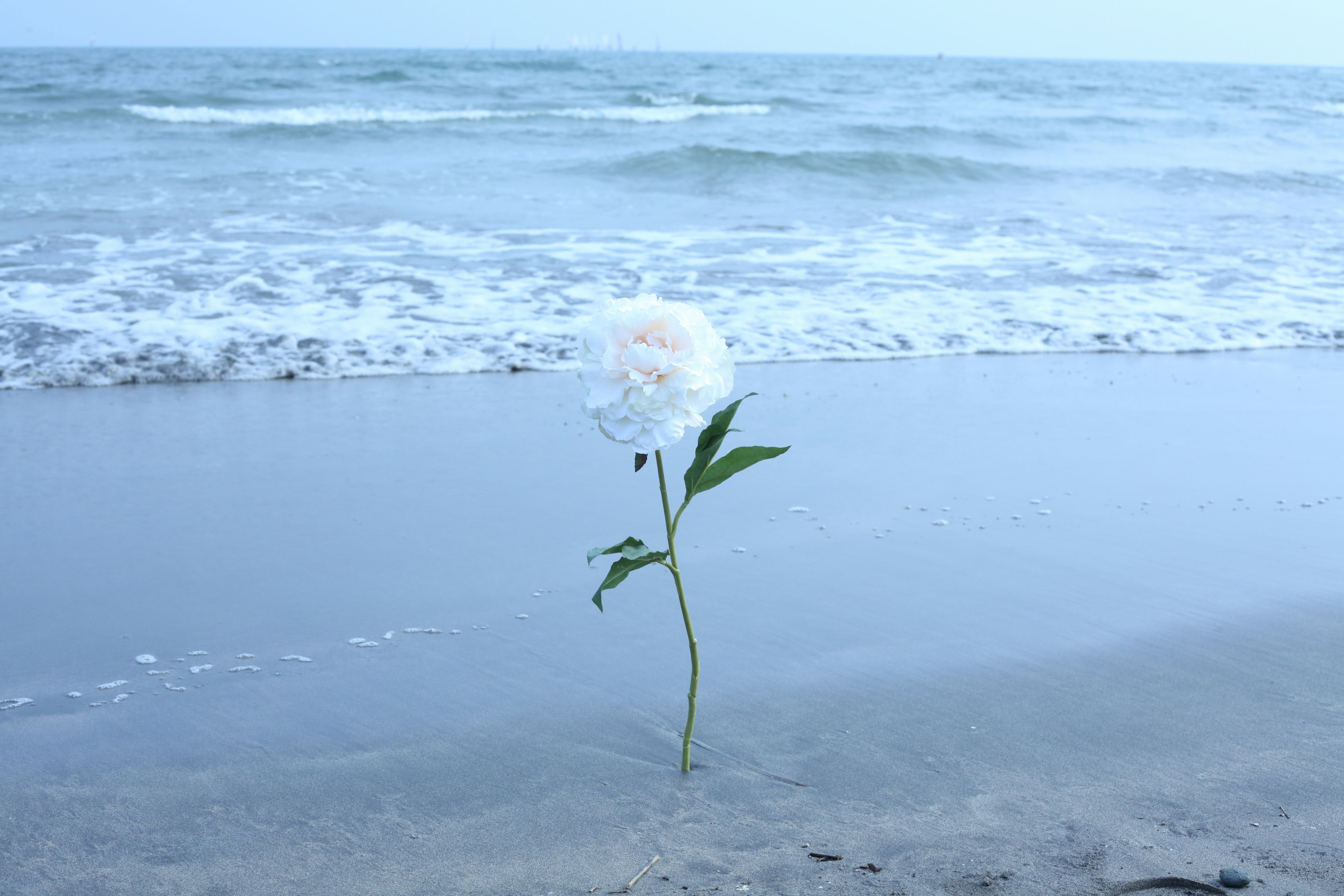 Un fiore bianco solitario sulla spiaggia con onde sullo sfondo