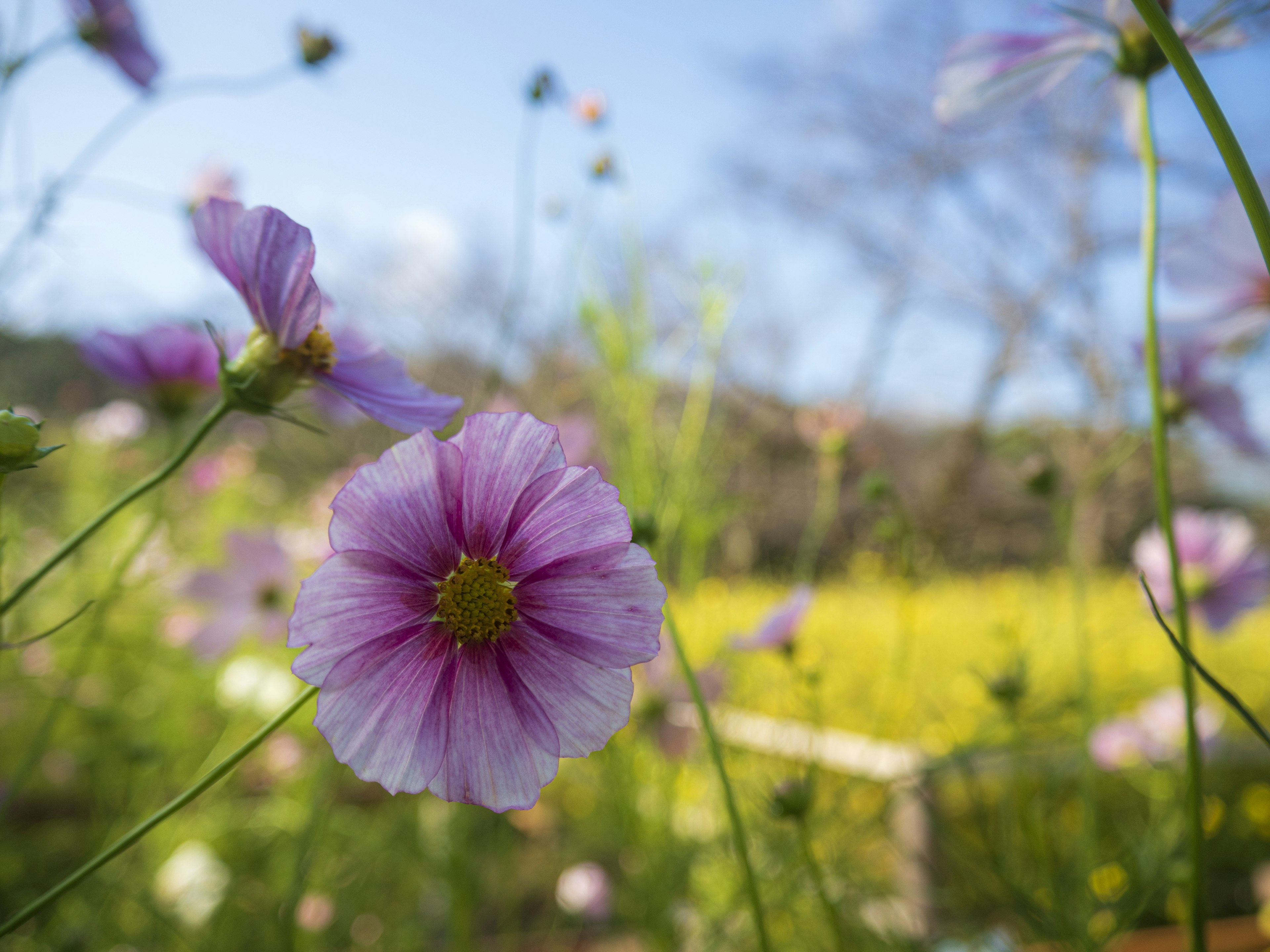 Fleur délicate violette en premier plan avec un champ de fleurs jaunes en arrière-plan