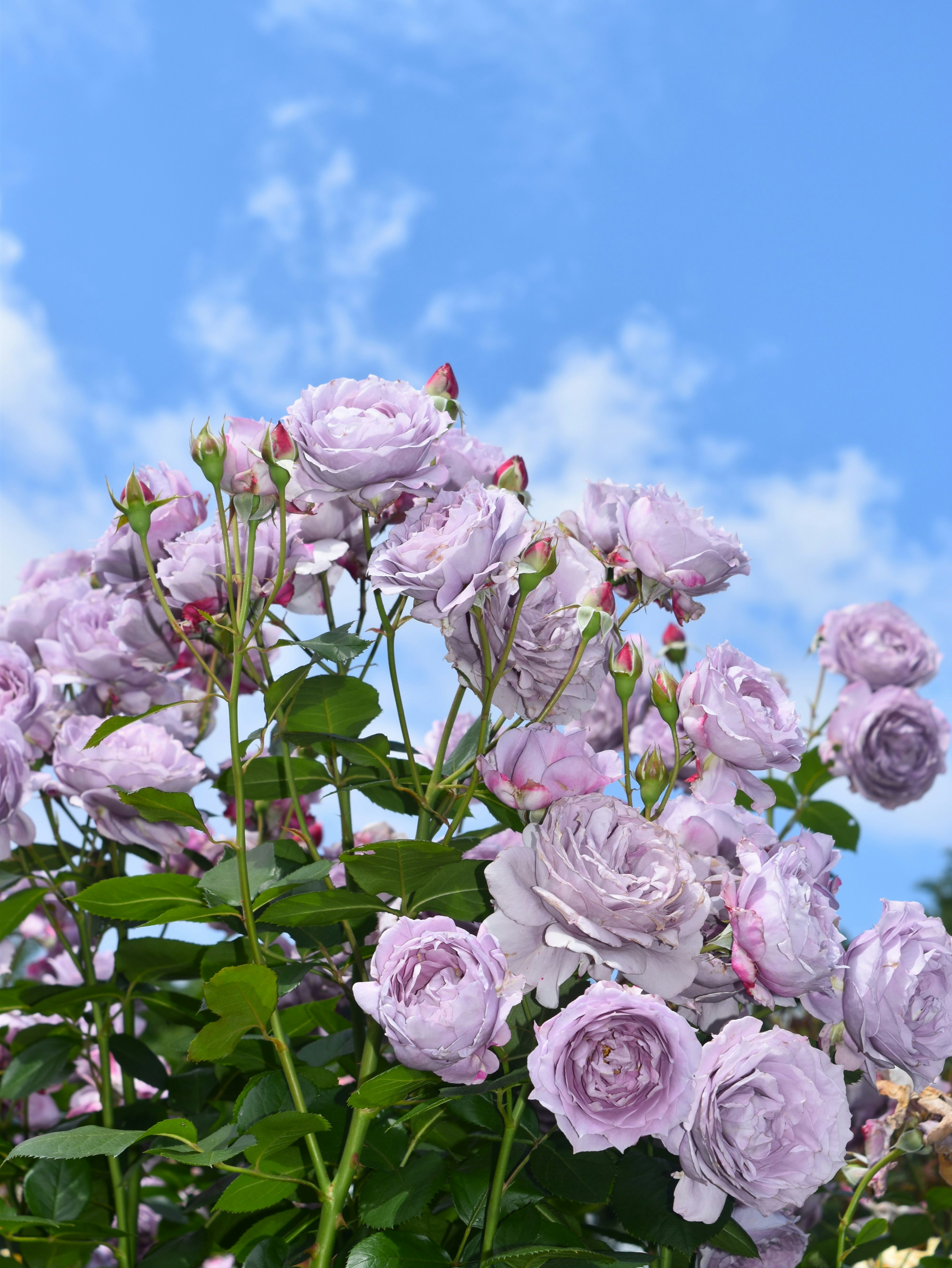 Lavender roses blooming under a blue sky